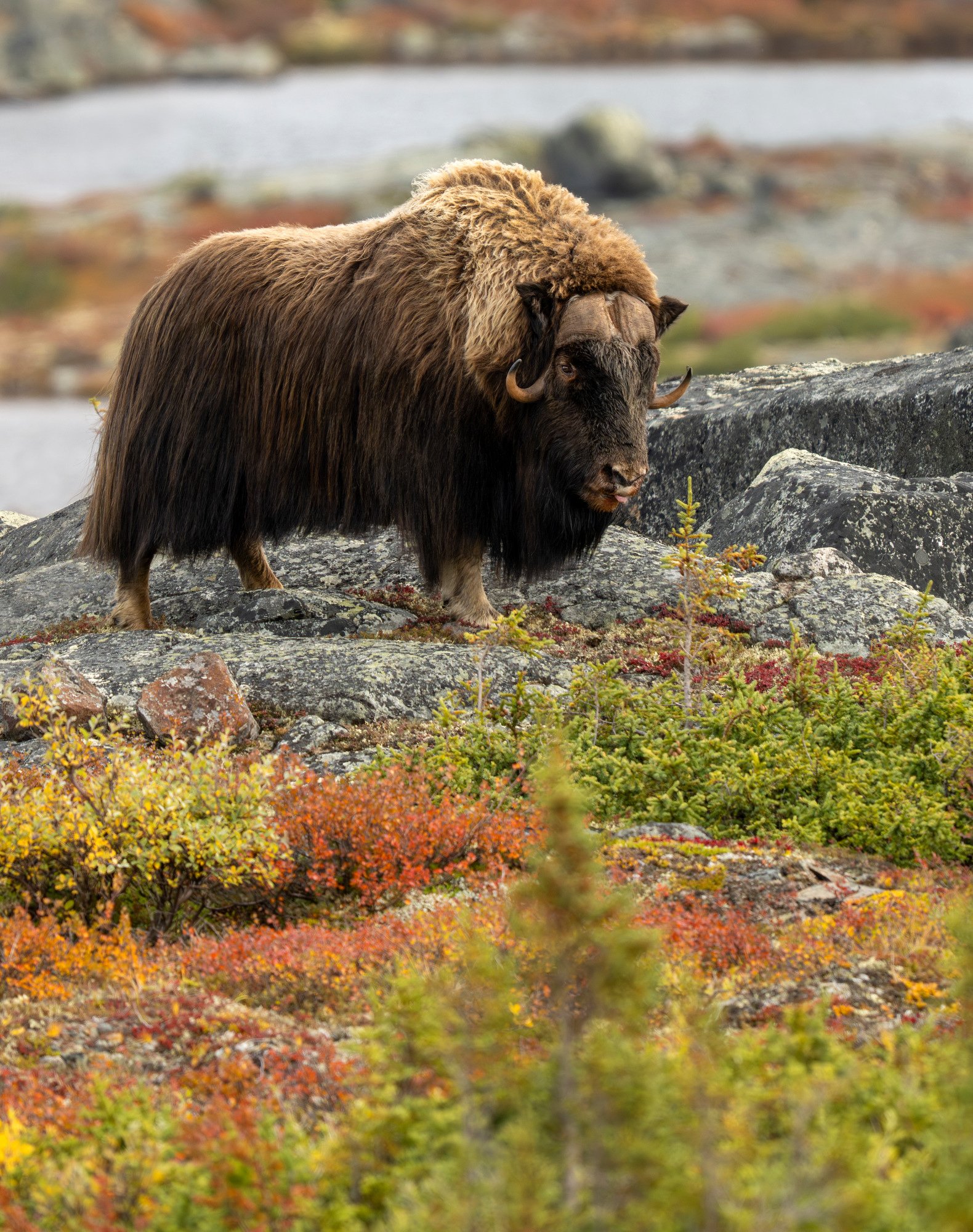 OM00311_Musk_Ox_Mark_Raycroft.JPG