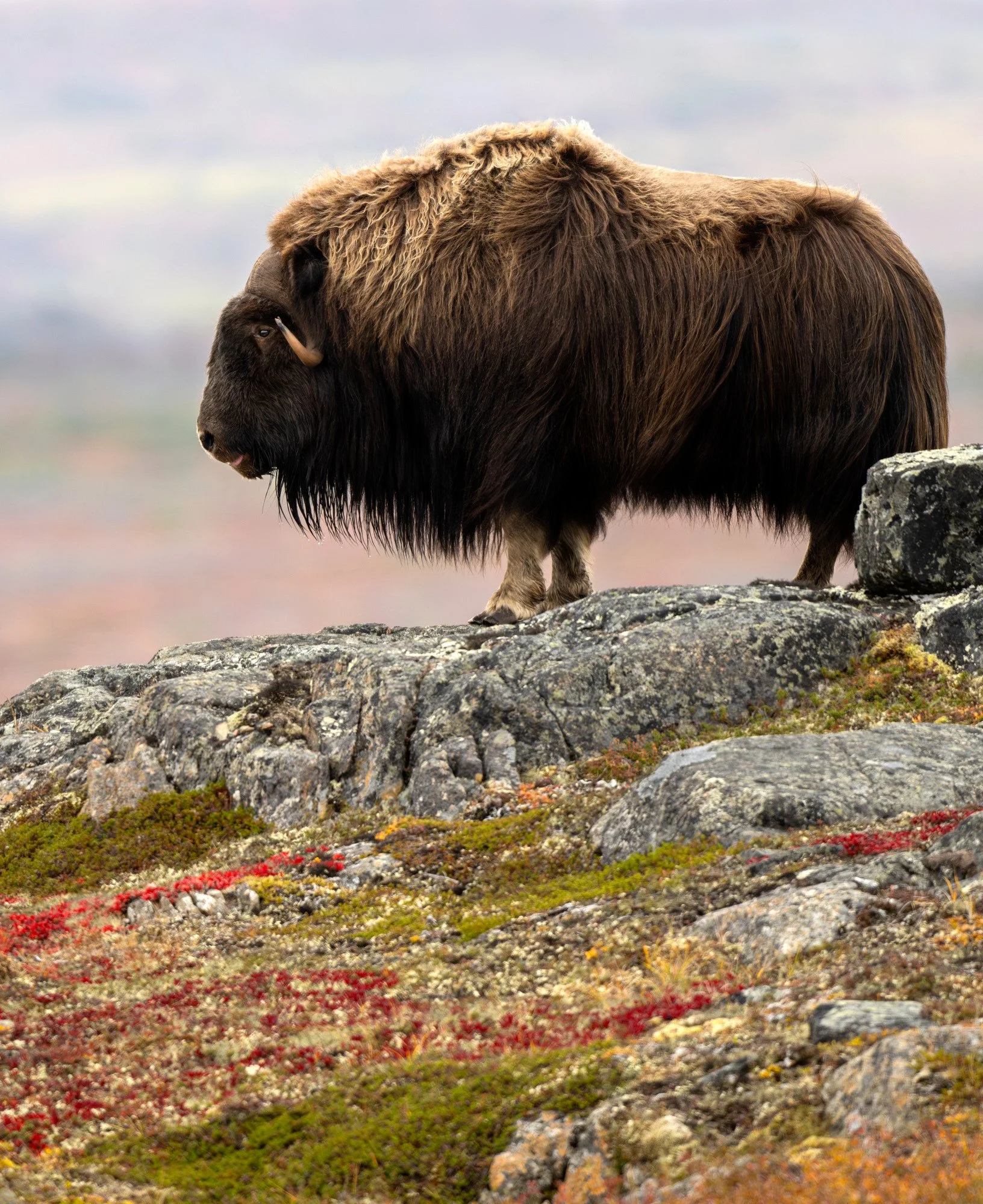 OM0262_Musk_Ox_Mark_Raycroft.JPG