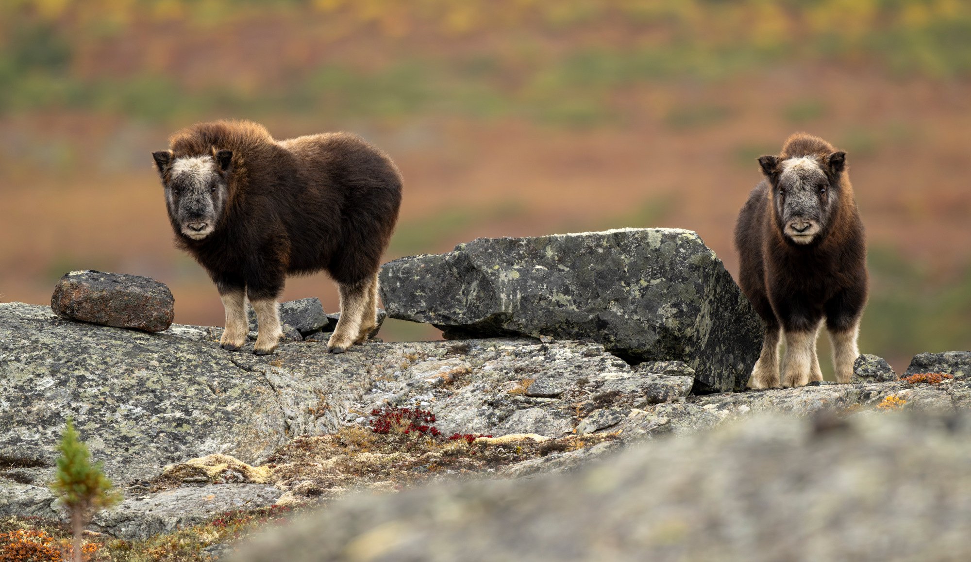 OM0288_Musk_Ox_Mark_Raycroft.JPG