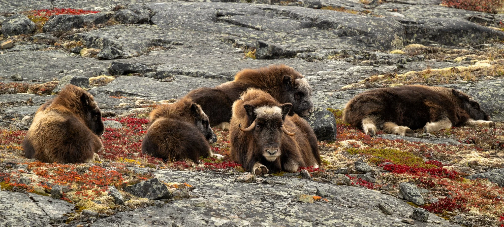 COW AND CALVES OM0255_Musk_Ox_Mark_Raycroft.JPG