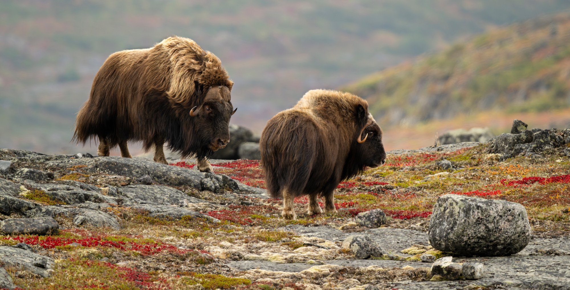 HERD BULL AND COW IN HEAT OM0240_Musk_Ox_Mark_Raycroft.JPG