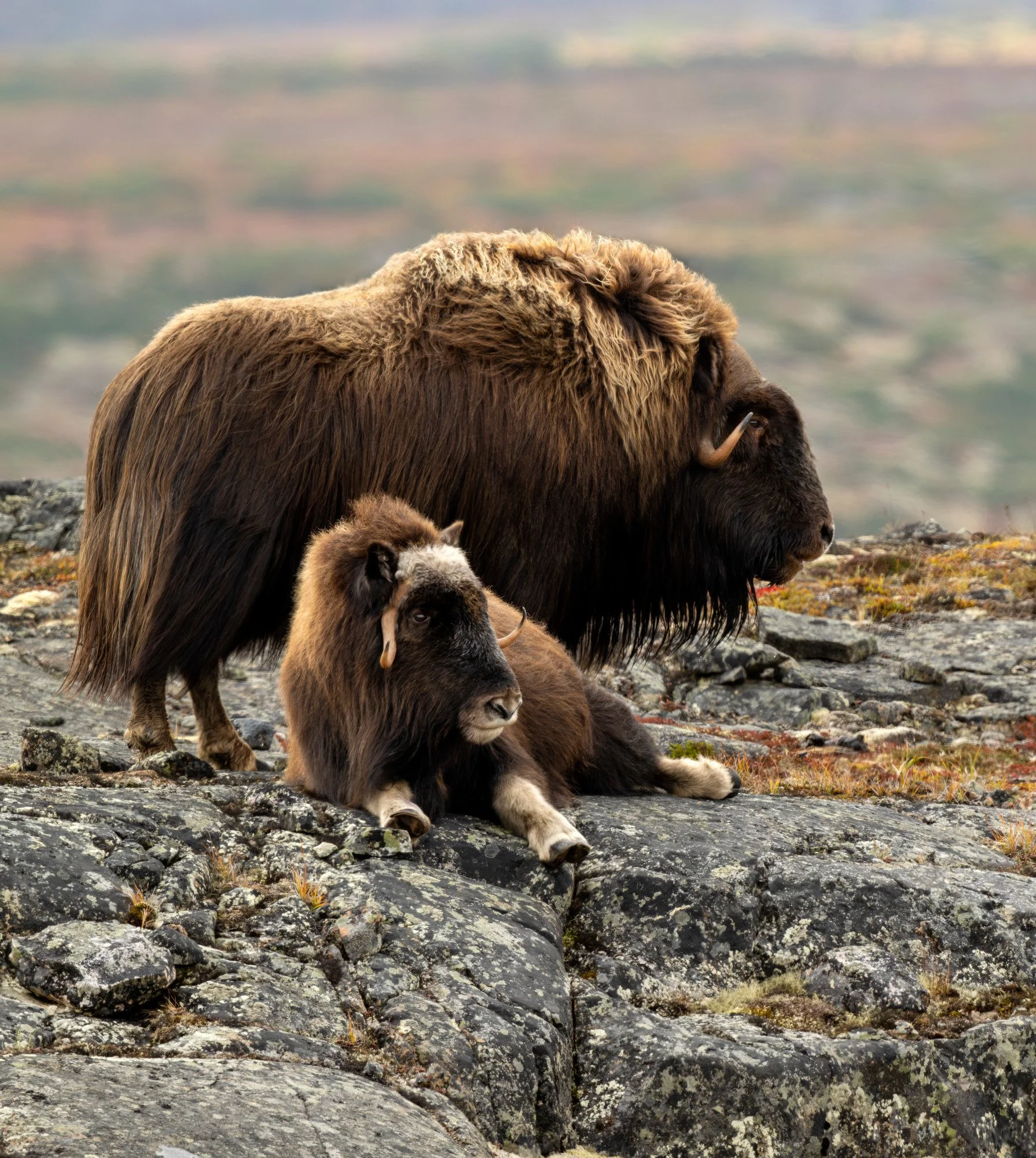HERD BULL AND COW IN HEAT OM0210_Musk_Ox_Mark_Raycroft.JPG