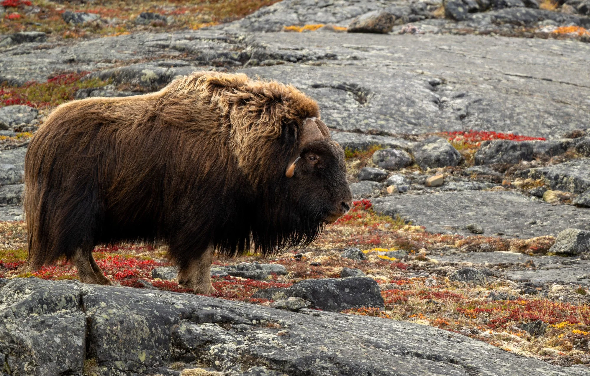 HERD BULL OM0201_Musk_Ox_Mark_Raycroft.JPG