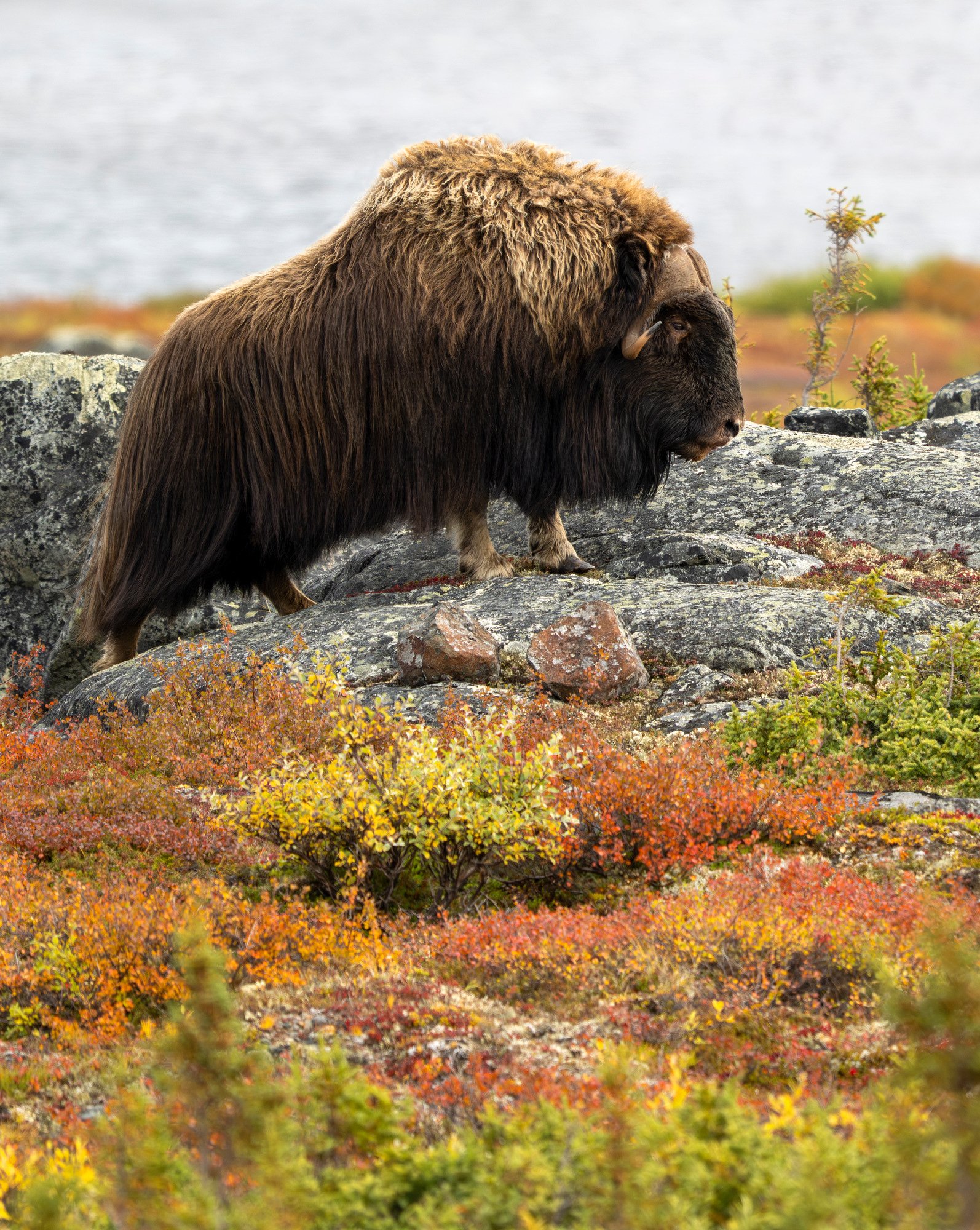 HERD BULL OM00211_Musk_Ox_Mark_Raycroft.JPG