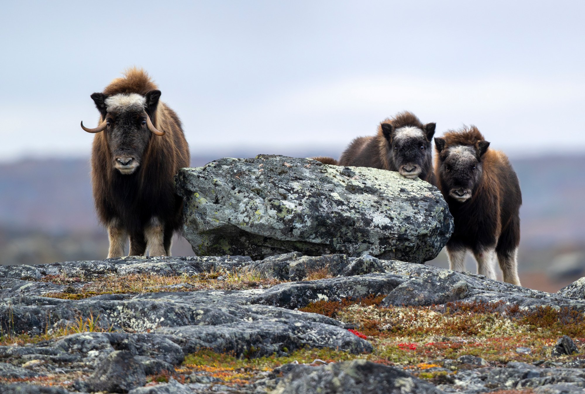 BY BOULDERS OM0161_Musk_Ox_Mark_Raycroft.JPG