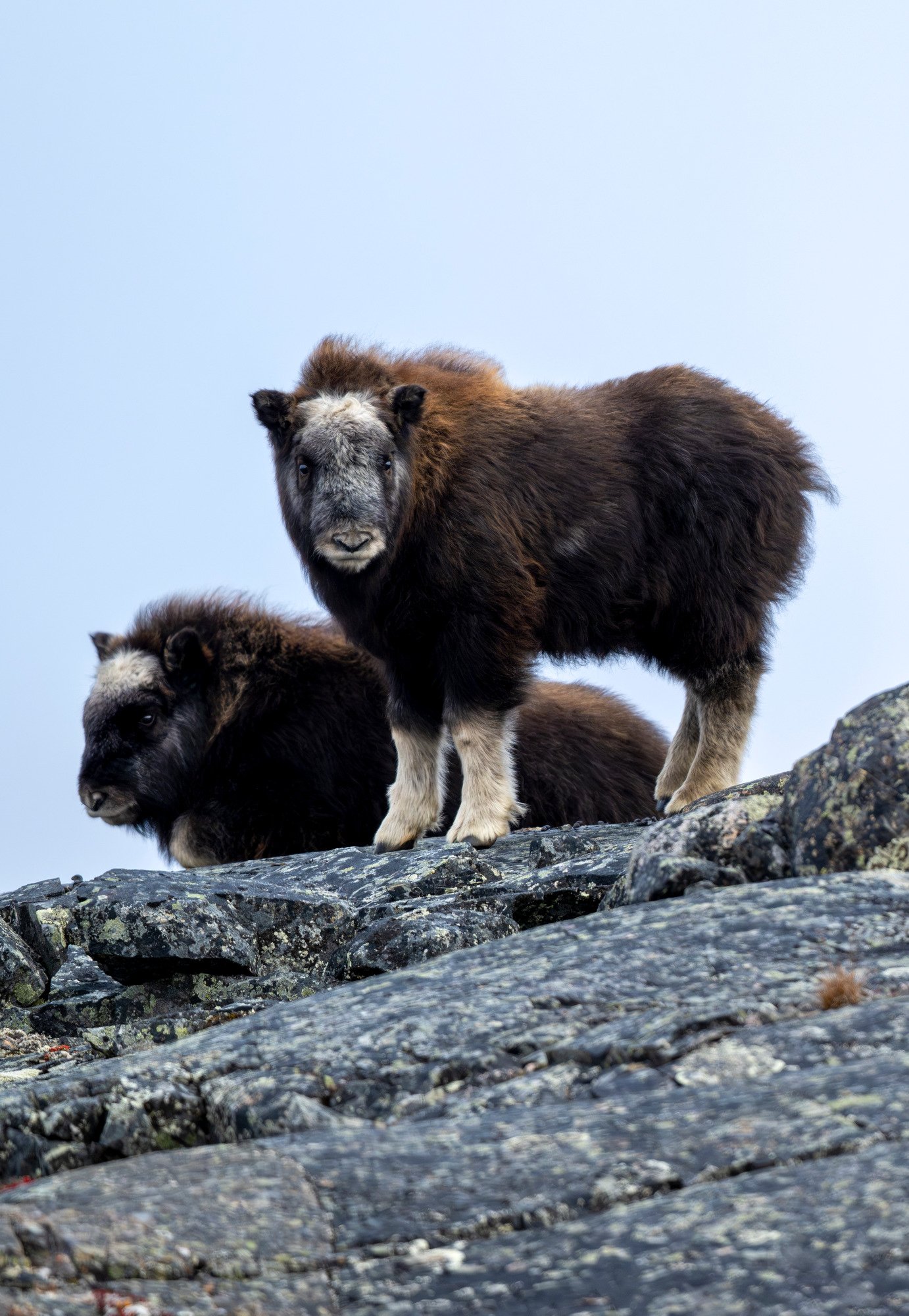 CUTE CALVES OM0172_Musk_Ox_Mark_Raycroft.JPG