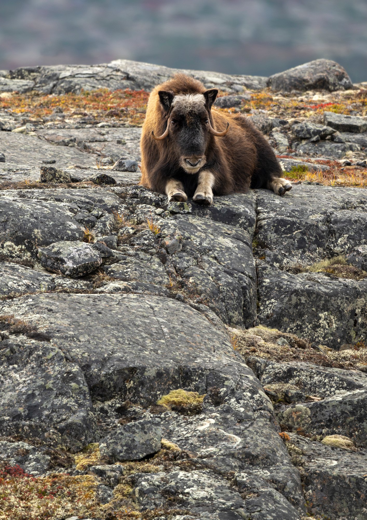 COW CHILLIN OM0191_Musk_Ox_Mark_Raycroft.JPG
