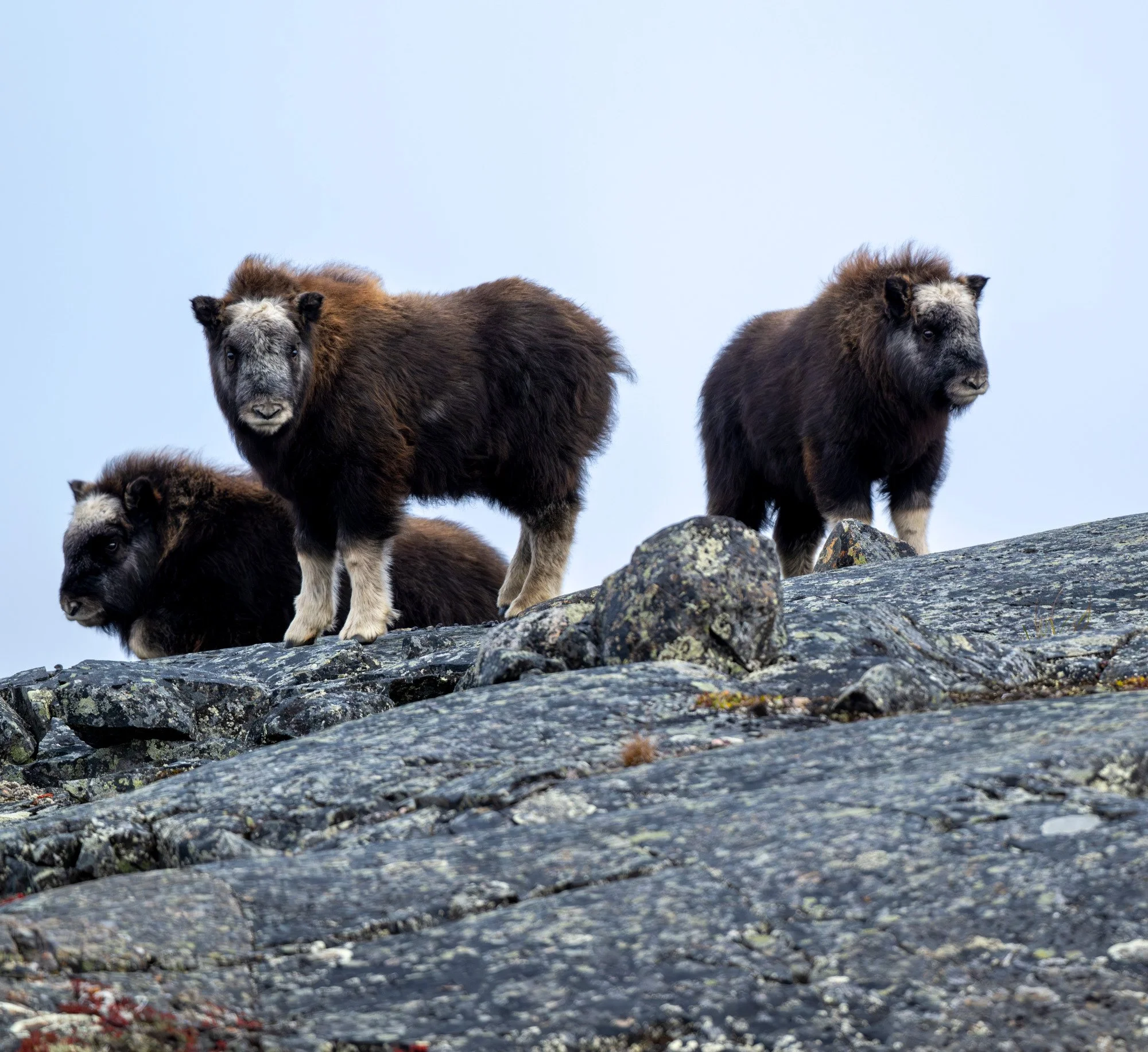 OM0171_Musk_Ox_Mark_Raycroft.JPG