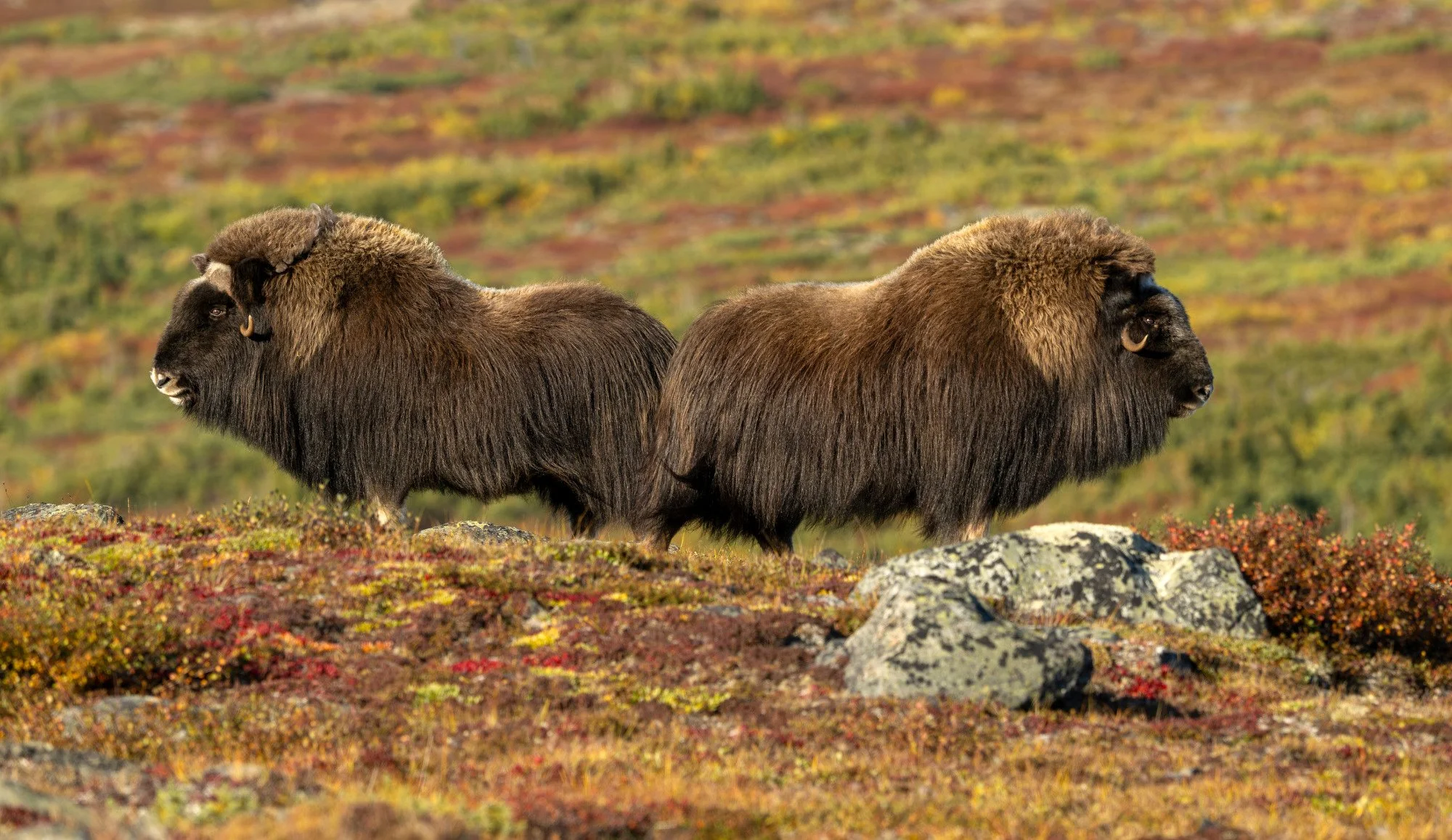 DAY 1 - MATURE COWS OM0132_Musk_Ox_Mark_Raycroft.JPG