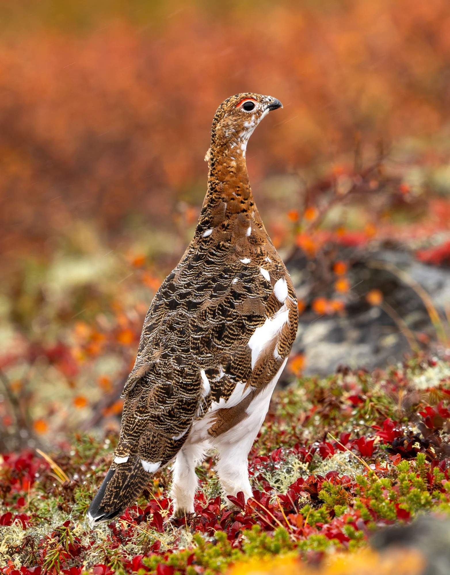 PTARMIGAN OM0151_Musk_Ox_Mark_Raycroft.JPG