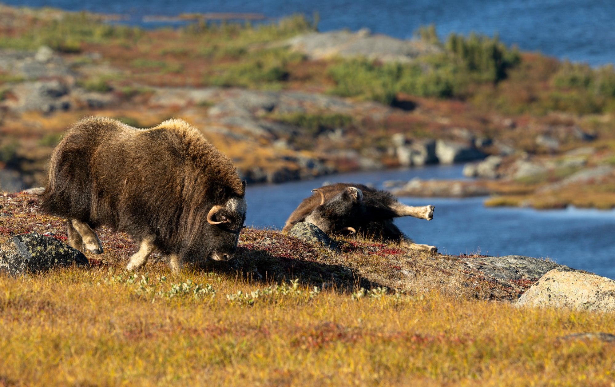 DAY 1- COWS HAVING FUN OM0121_Musk_Ox_Mark_Raycroft.JPG