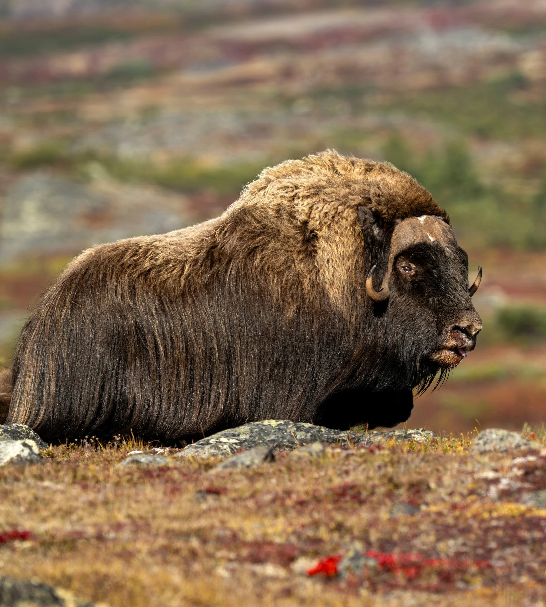 HERD BULL OM0111_Musk_Ox_Mark_Raycroft.JPG