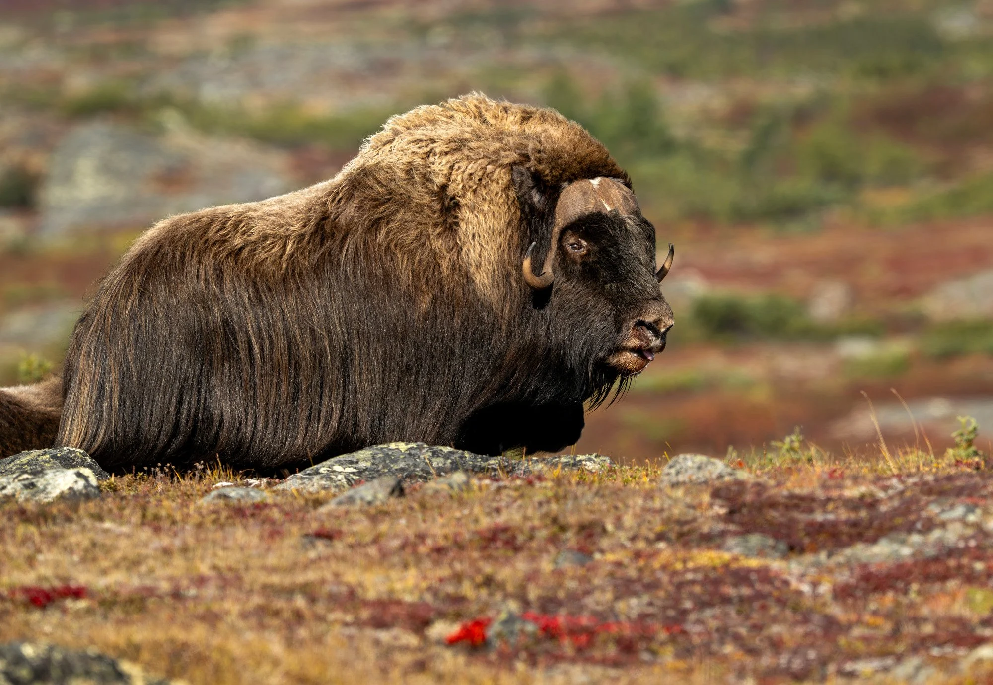 HERD BULL OM0112_Musk_Ox_Mark_Raycroft.JPG