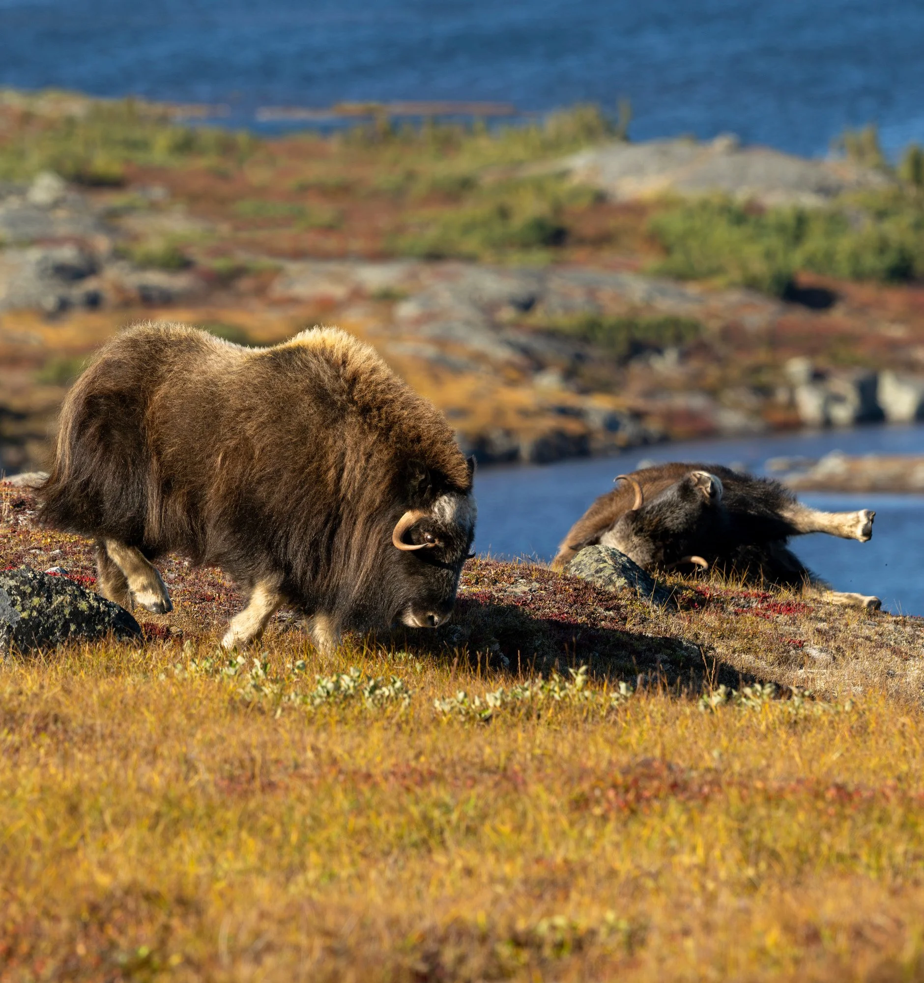 OM0122_Musk_Ox_Mark_Raycroft.JPG