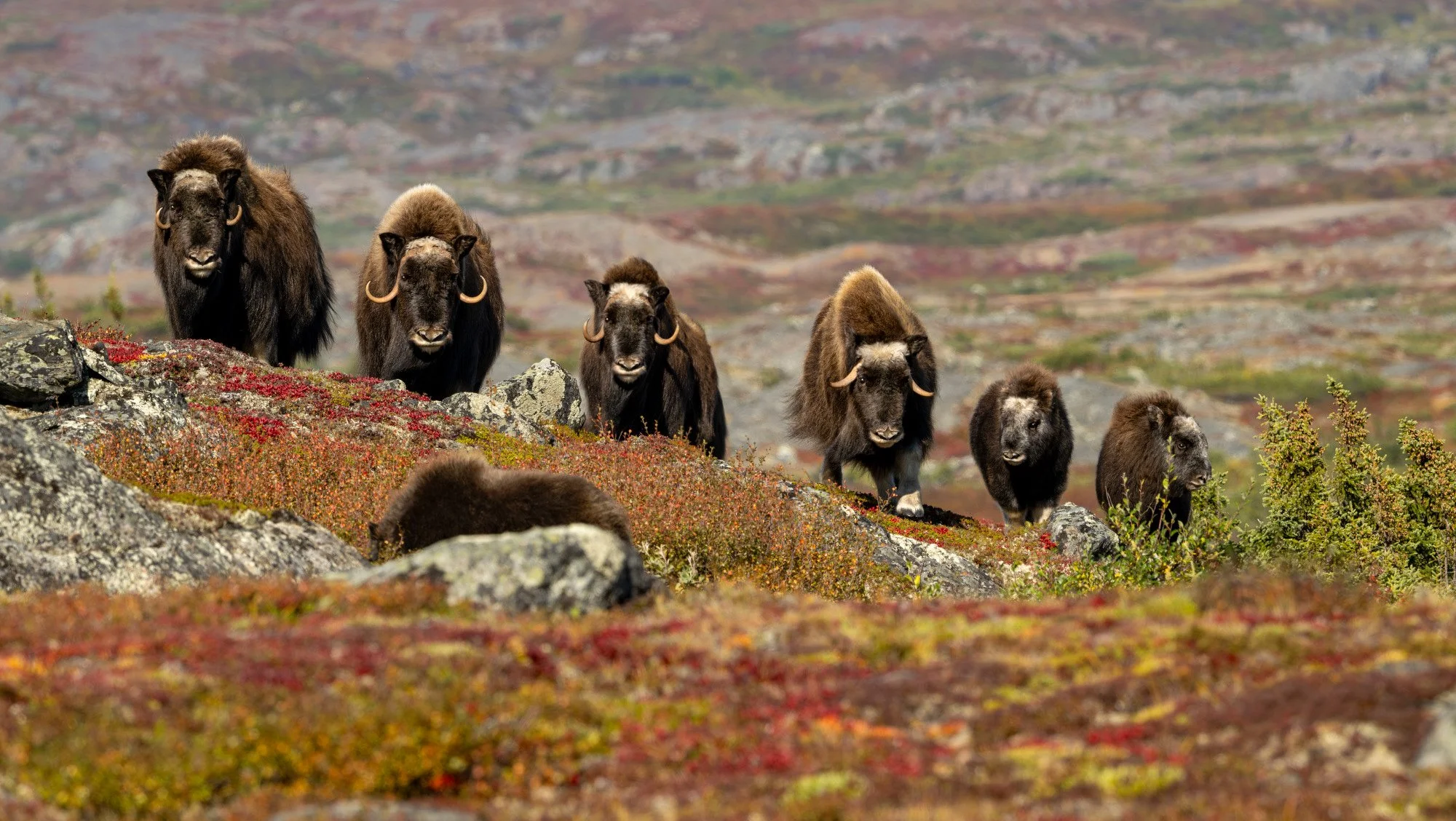 DAY 1 - HERD OM0091_Musk_Ox_Mark_Raycroft.JPG