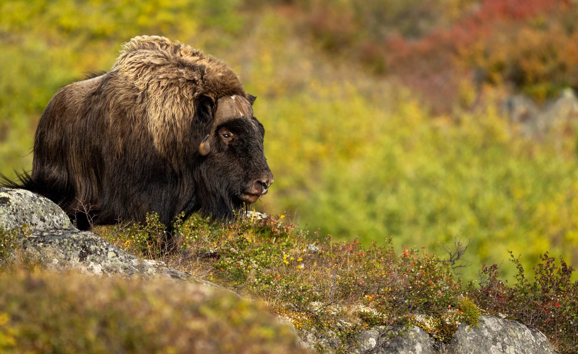 OM0082_Musk_Ox_Mark_Raycroft.JPG
