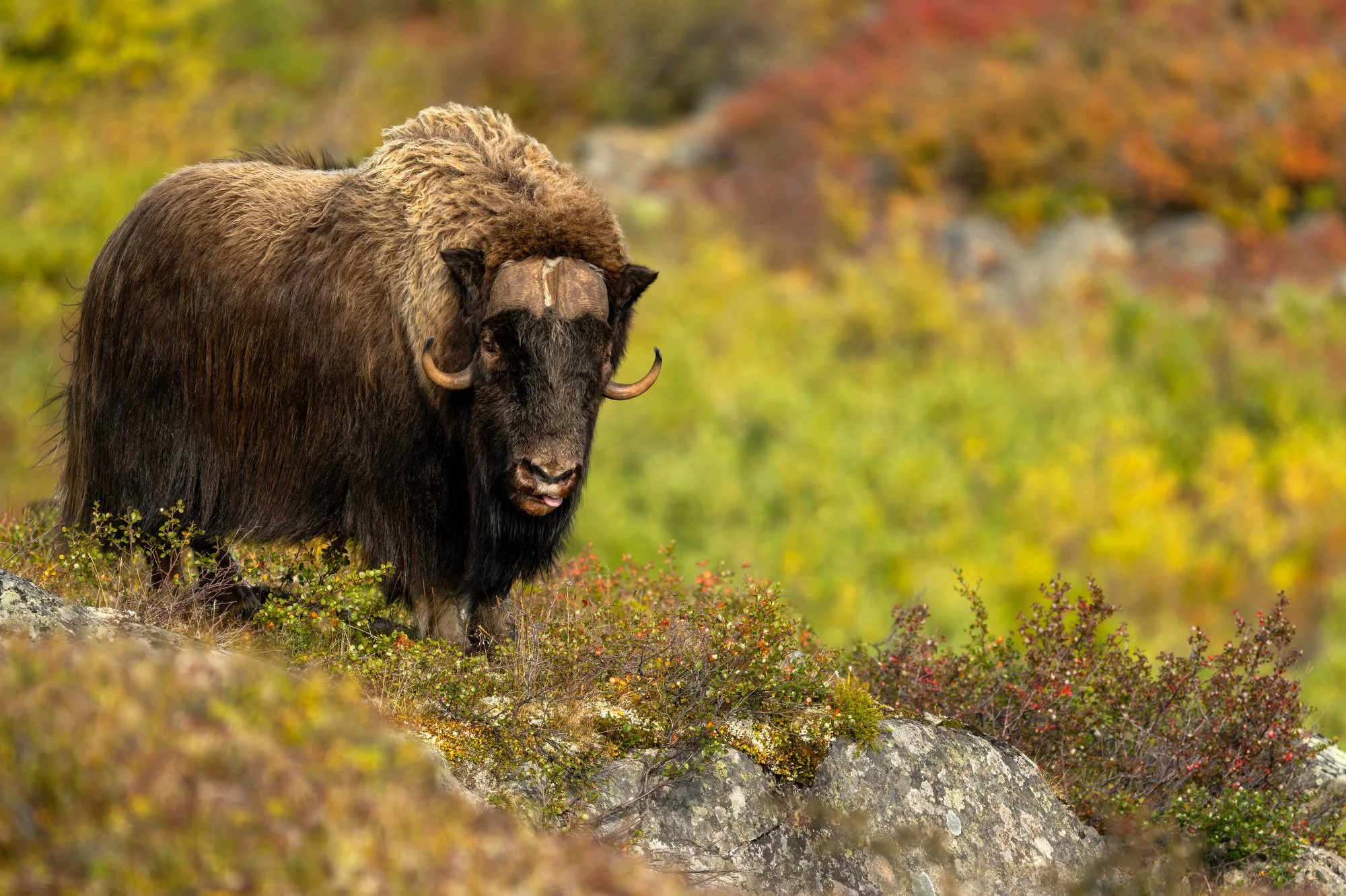 OM044_Musk_Ox_Mark_Raycroft.JPG