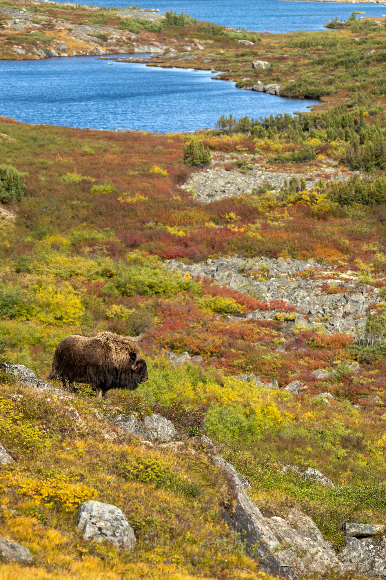 DAY 1 - EPIC LANDSCAPE OM043_Musk_Ox_Mark_Raycroft.JPG
