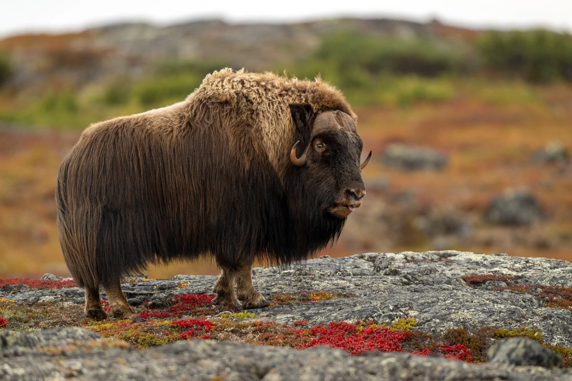 OM039_Musk_Ox_Mark_Raycroft.JPG