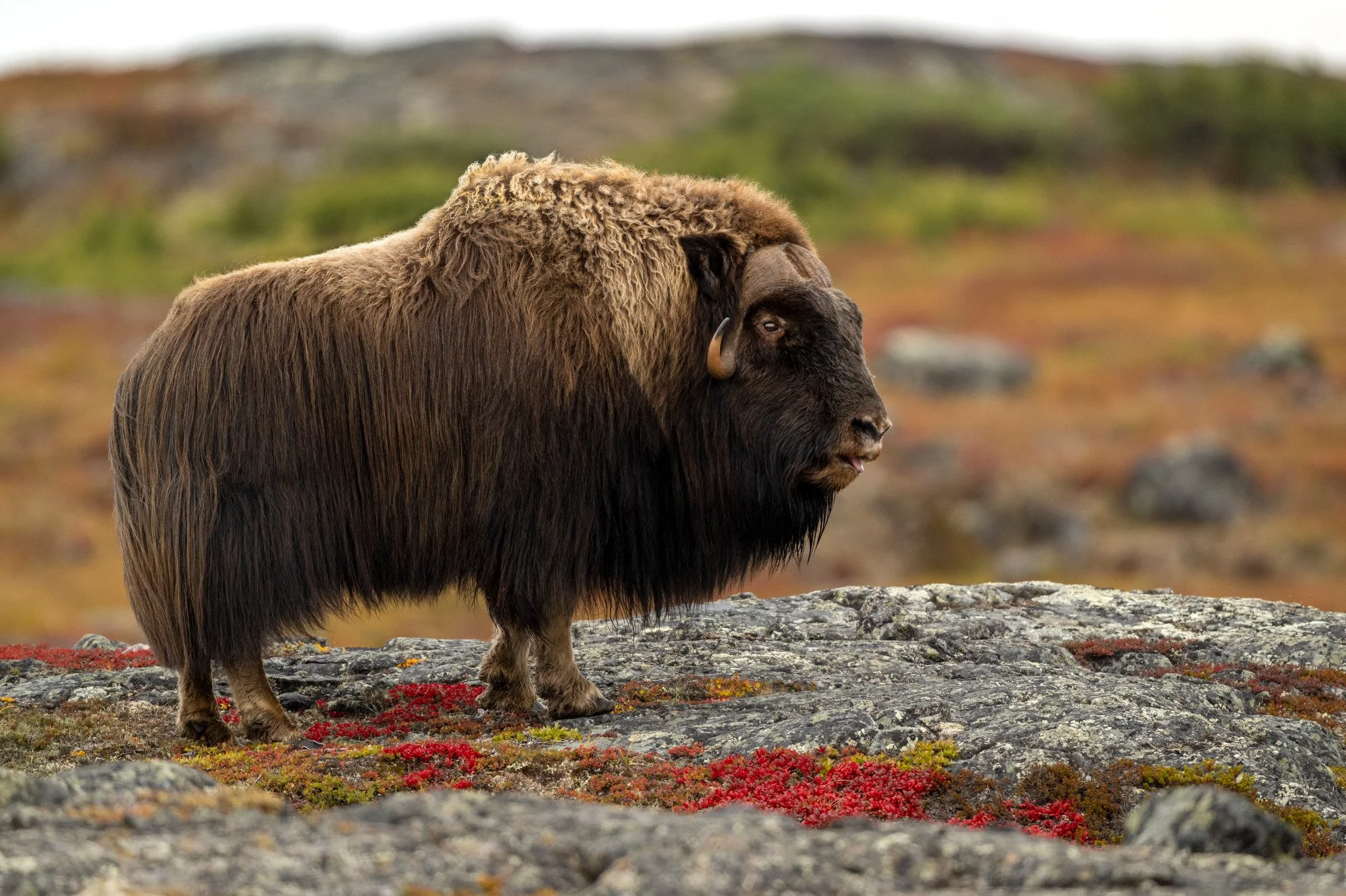 OM040_Musk_Ox_Mark_Raycroft.JPG