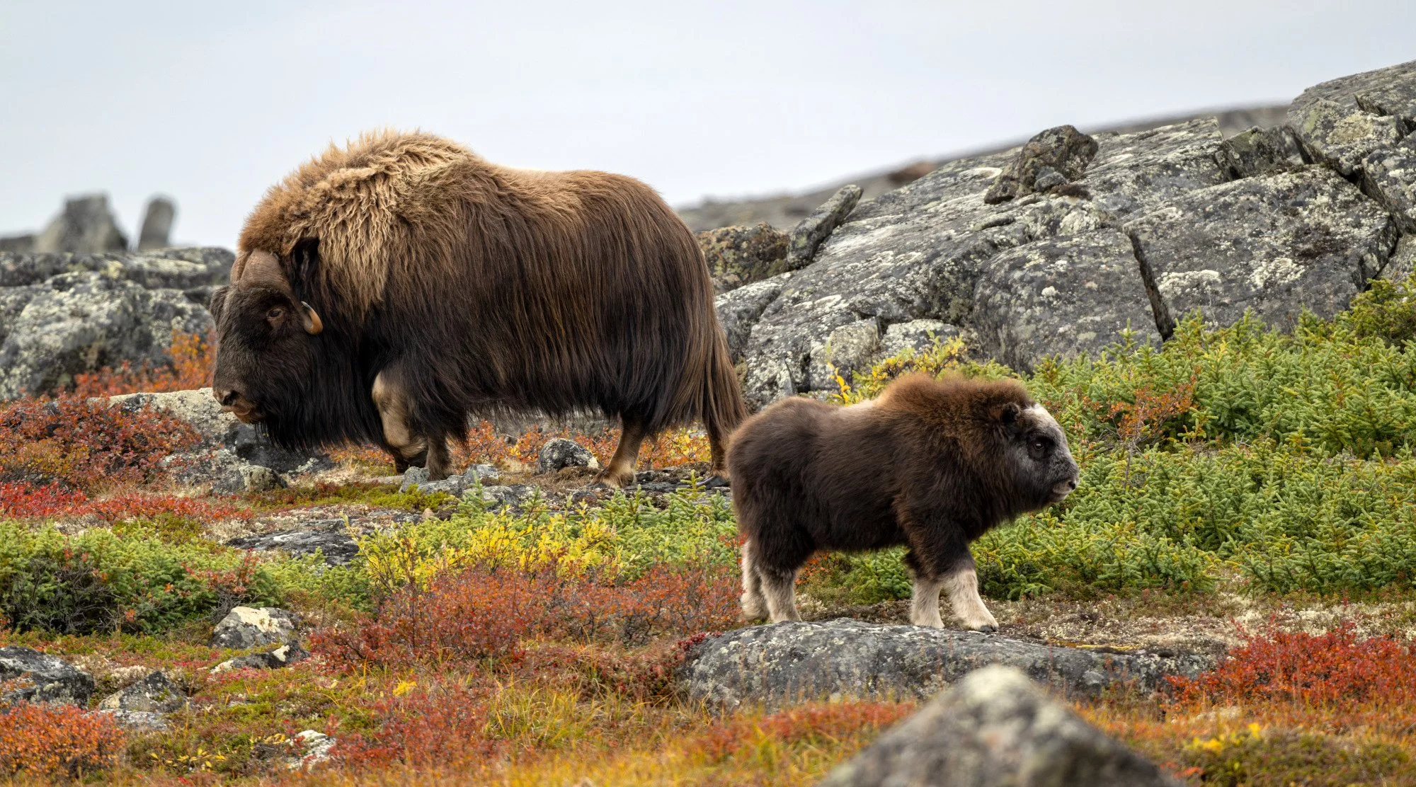 OM036_Musk_Ox_Mark_Raycroft.JPG