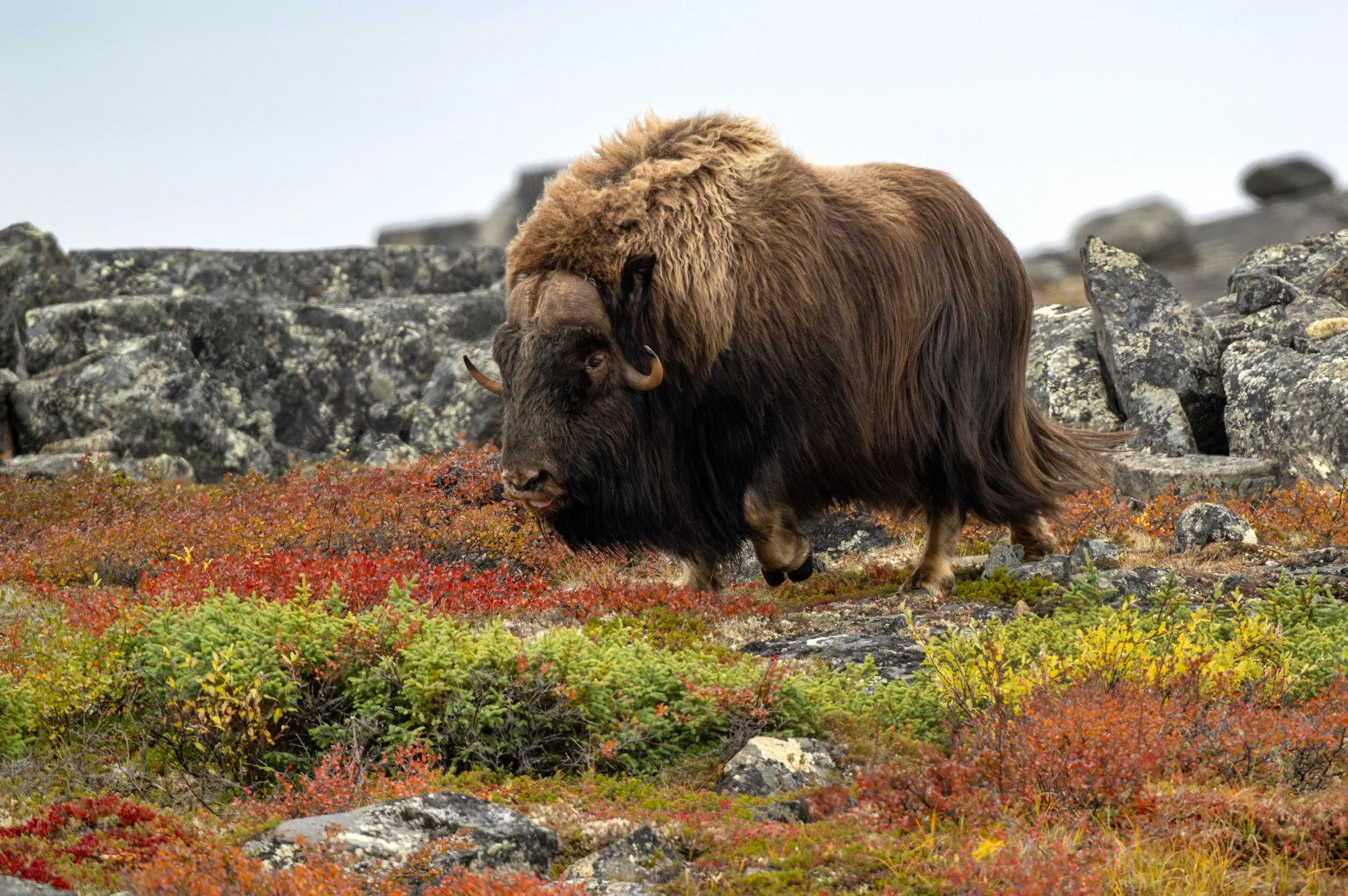 OM038_Musk_Ox_Mark_Raycroft.JPG