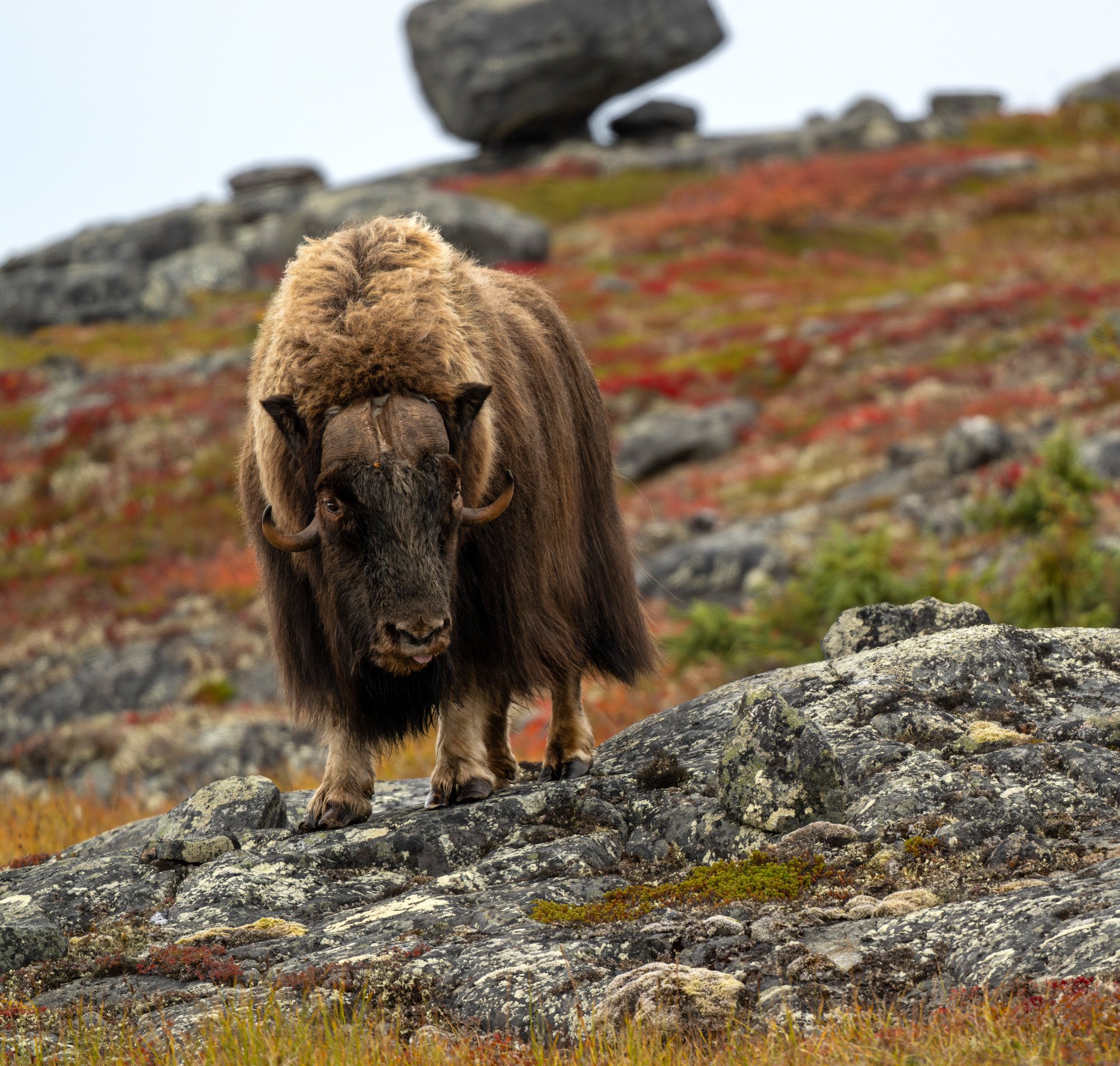 BY BOULDERS OM034_Musk_Ox_Mark_Raycroft.JPG