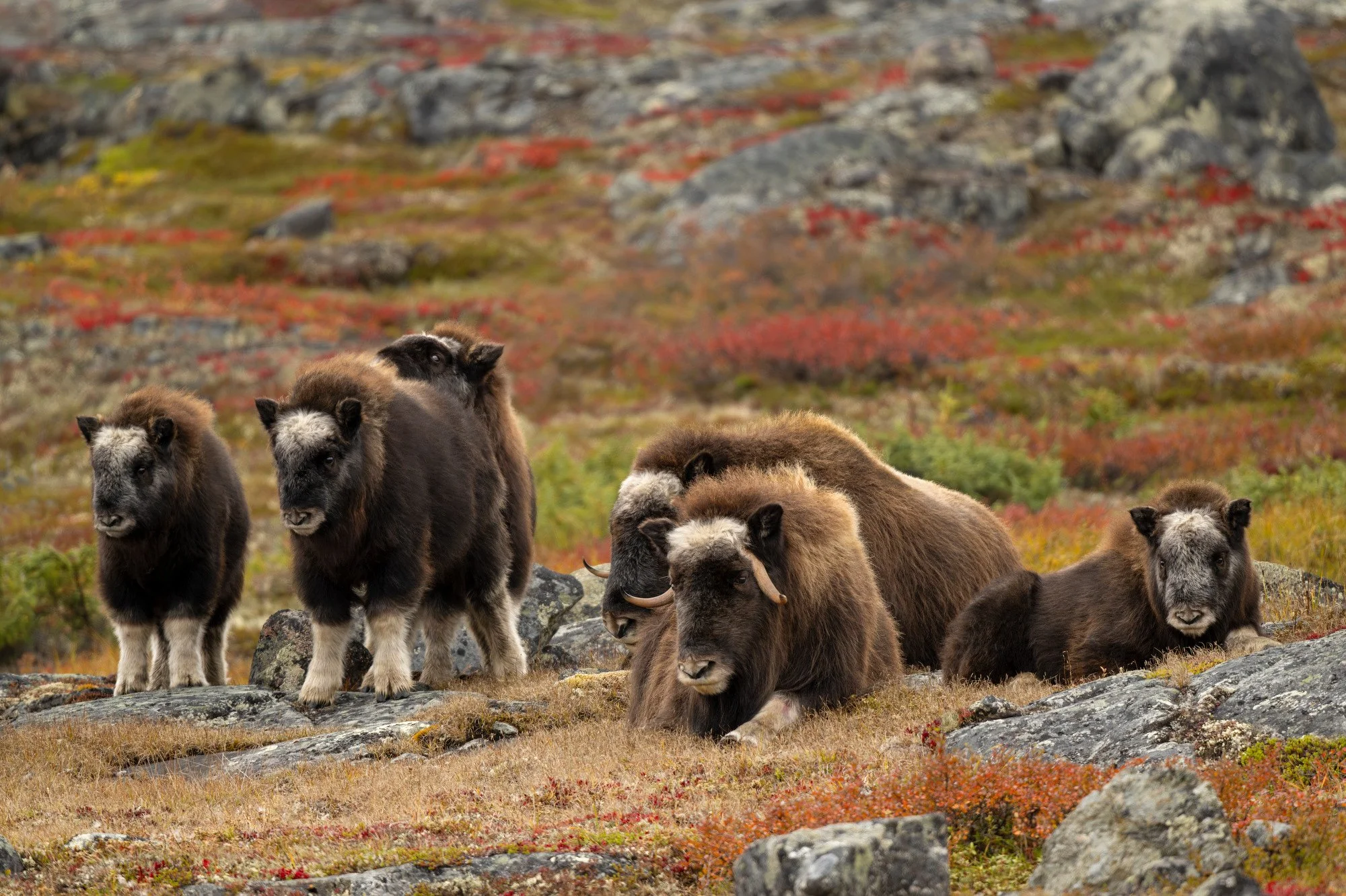 OM035_Musk_Ox_Mark_Raycroft.JPG