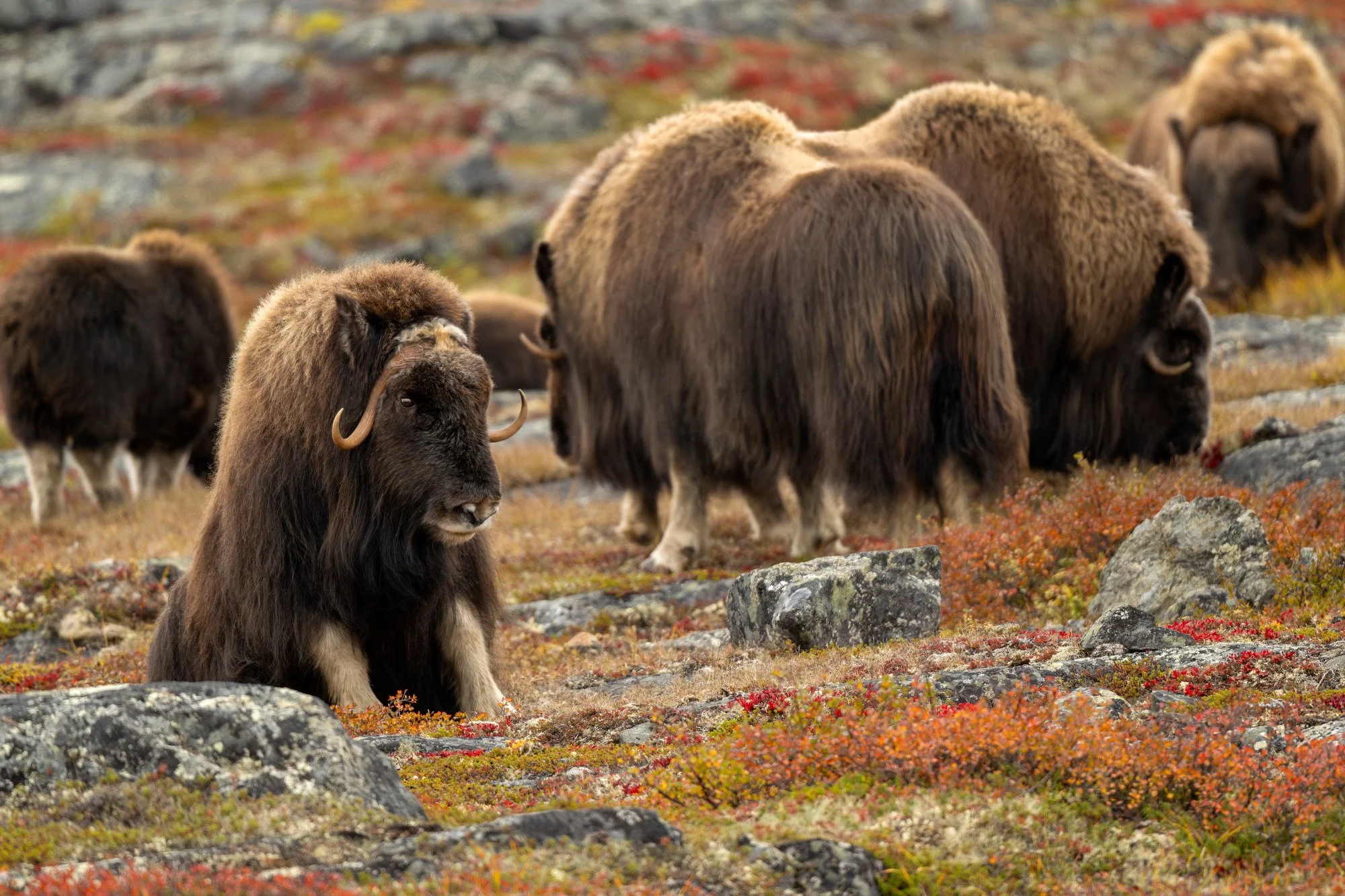 COW SITTING UP OM033_Musk_Ox_Mark_Raycroft.JPG
