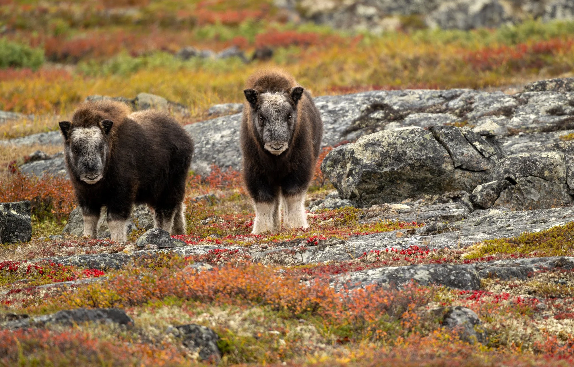 OM031_Musk_Ox_Mark_Raycroft.JPG