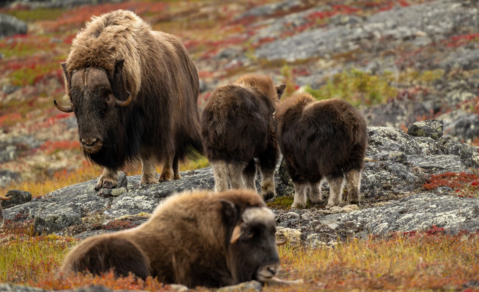 OM032_Musk_Ox_Mark_Raycroft.JPG