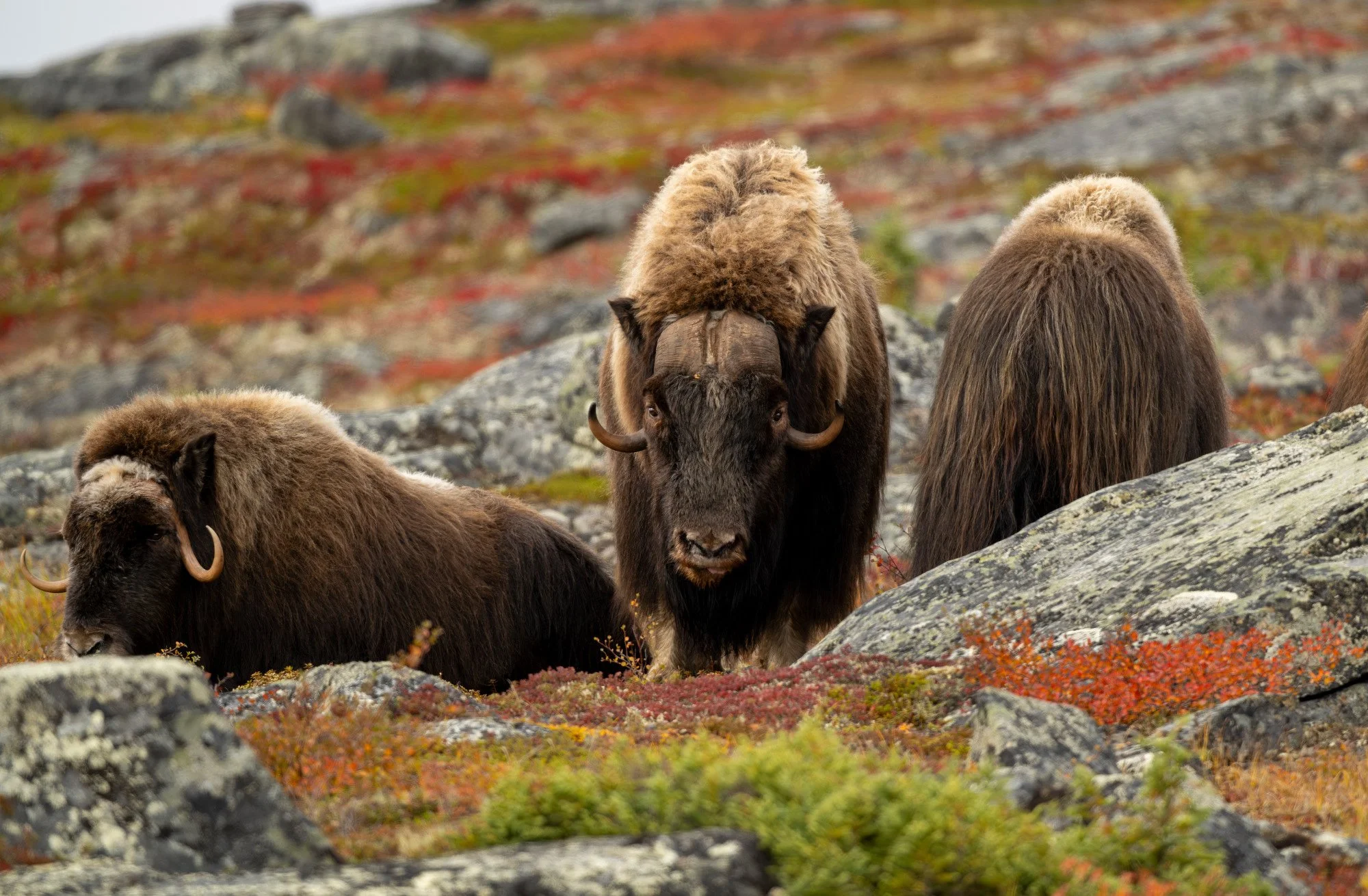 DAY 2 - BULL WITH HERD OM030_Musk_Ox_Mark_Raycroft.JPG