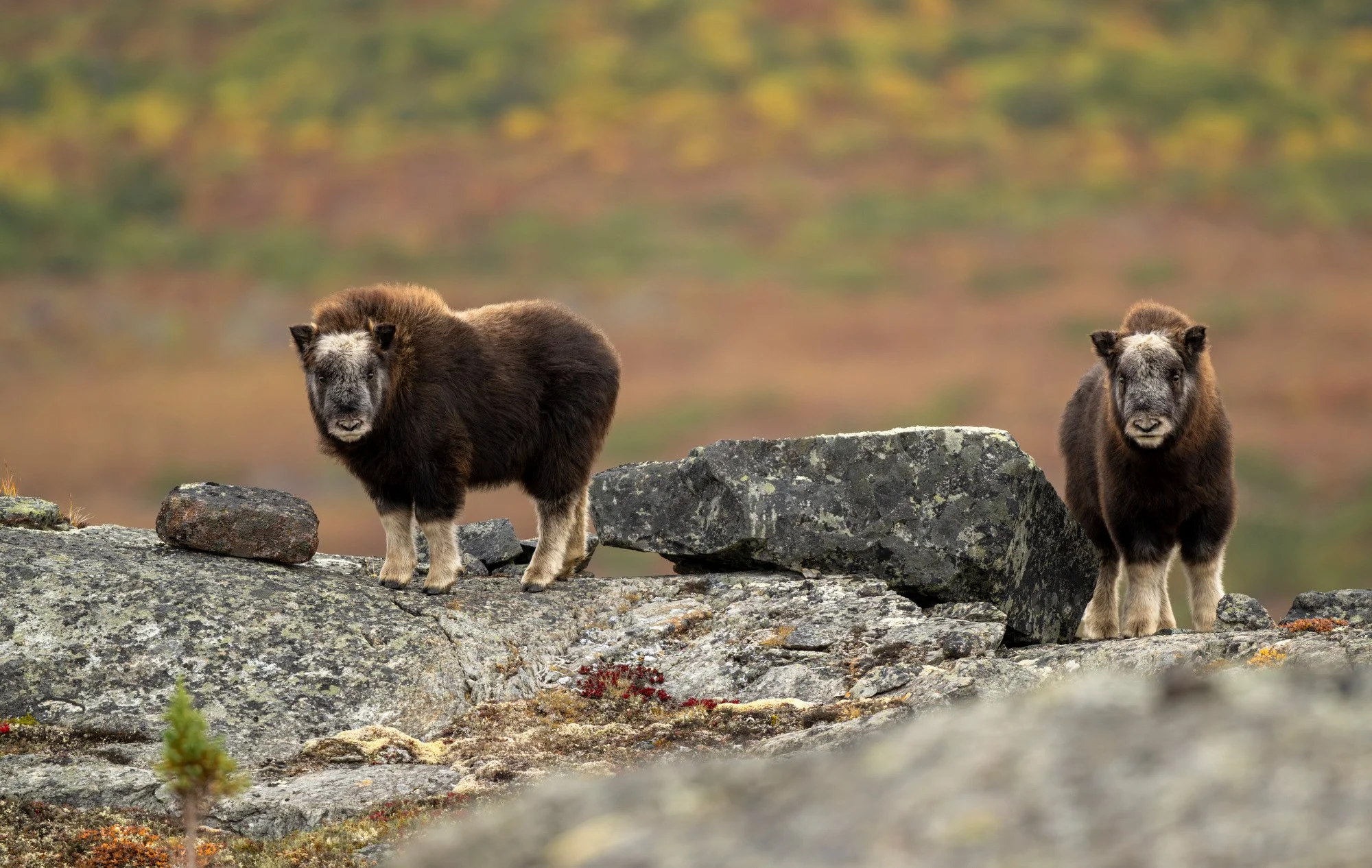 OM028_Musk_Ox_Mark_Raycroft.JPG