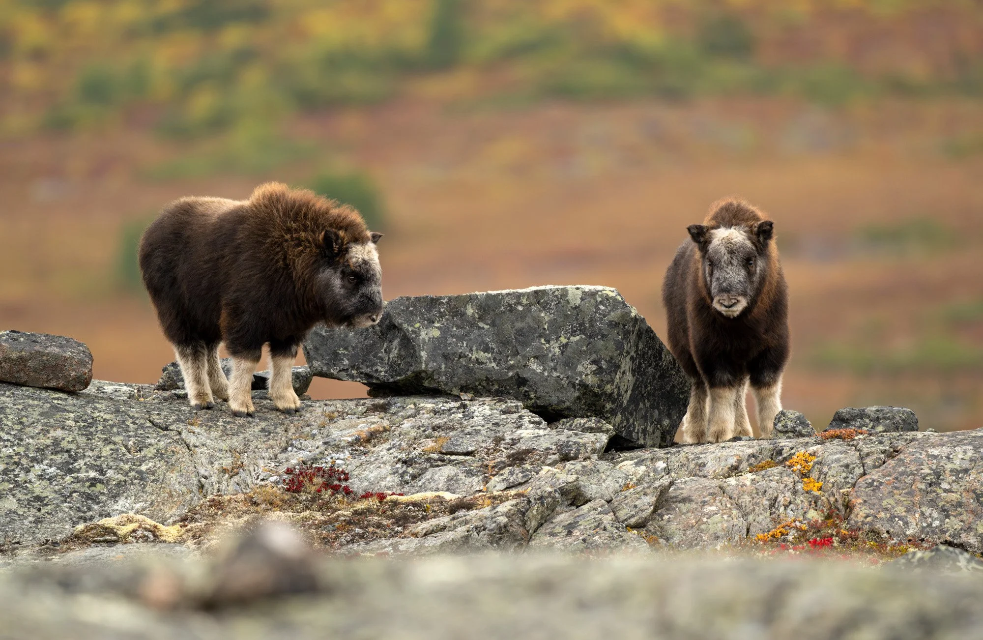 OM029_Musk_Ox_Mark_Raycroft.JPG