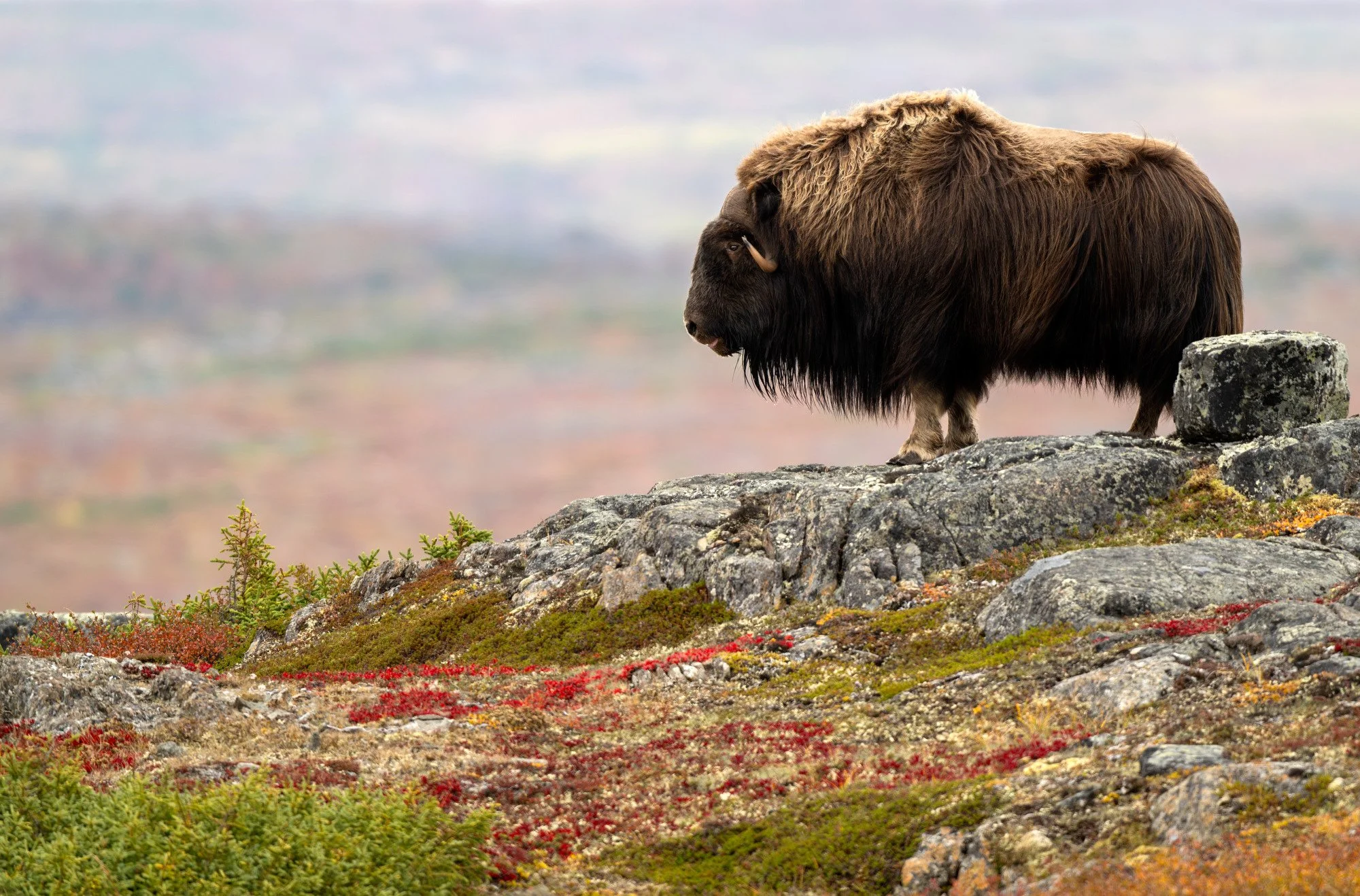 DAY 2 - EPIC VIEWS OM026_Musk_Ox_Mark_Raycroft.JPG