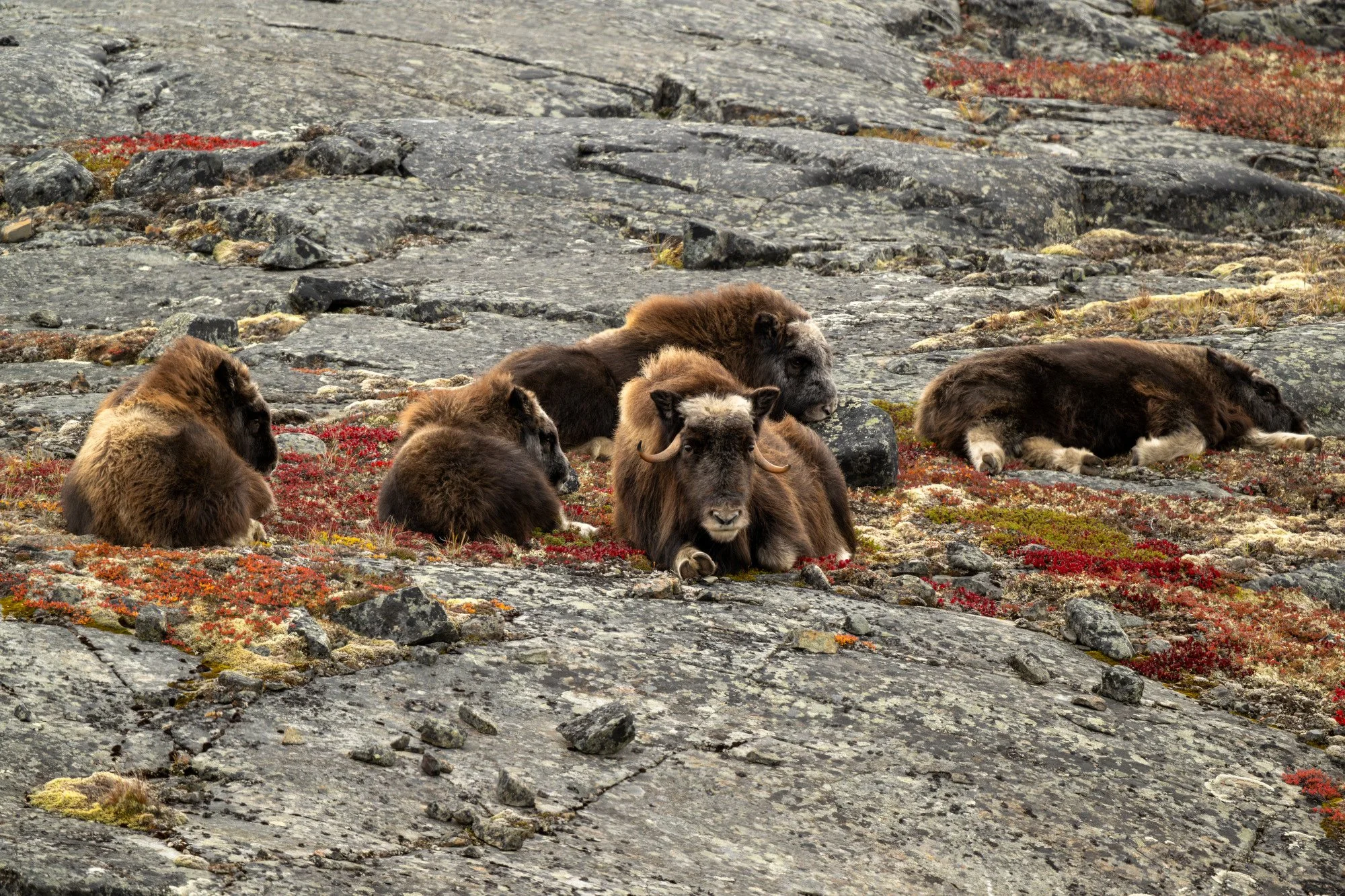 COW AND CALVES OM025_Musk_Ox_Mark_Raycroft.JPG