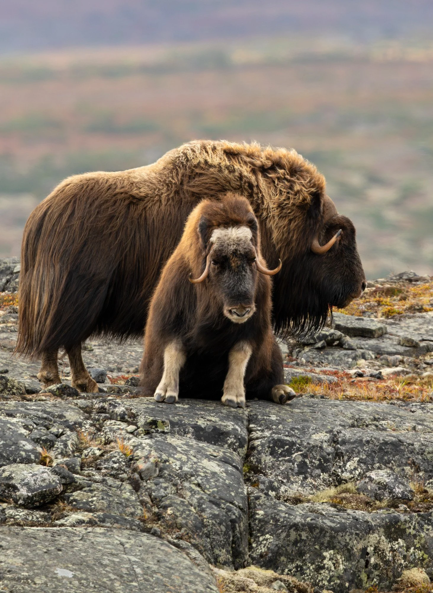 DAY 2 - SITTING UP OM022_Musk_Ox_Mark_Raycroft.JPG