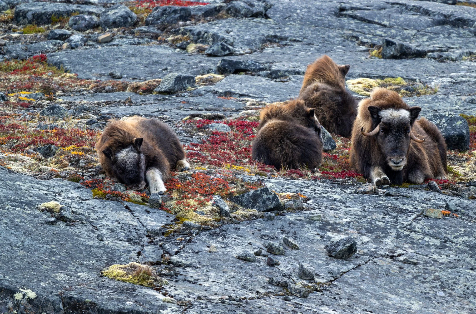 COW AND CALVES OM018_Musk_Ox_Mark_Raycroft.JPG