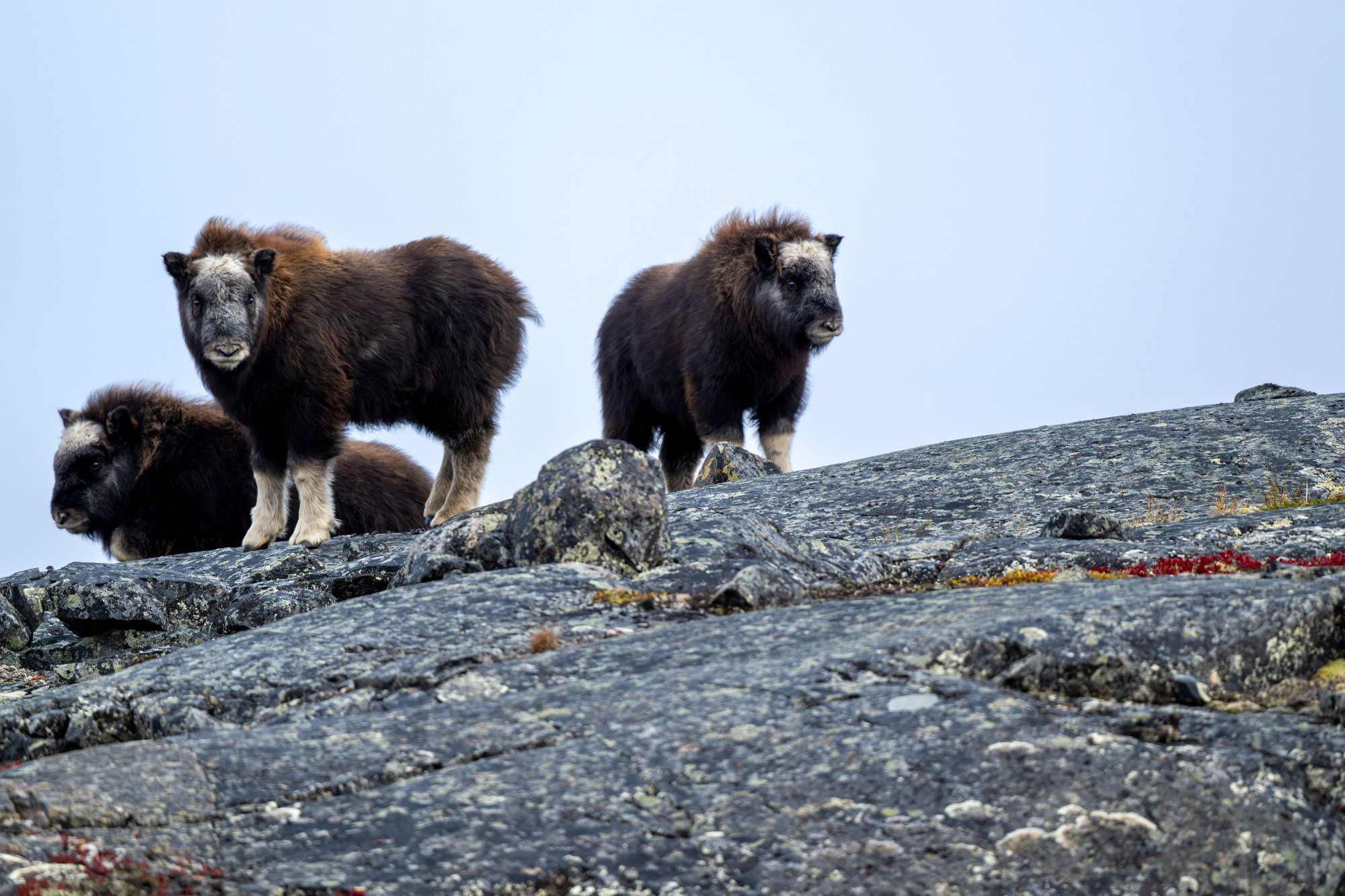 OM017_Musk_Ox_Mark_Raycroft.JPG