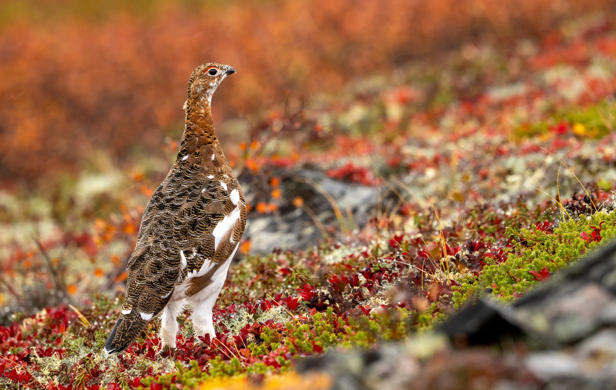 PTARMIGAN 2OM015_Musk_Ox_Mark_Raycroft.JPG