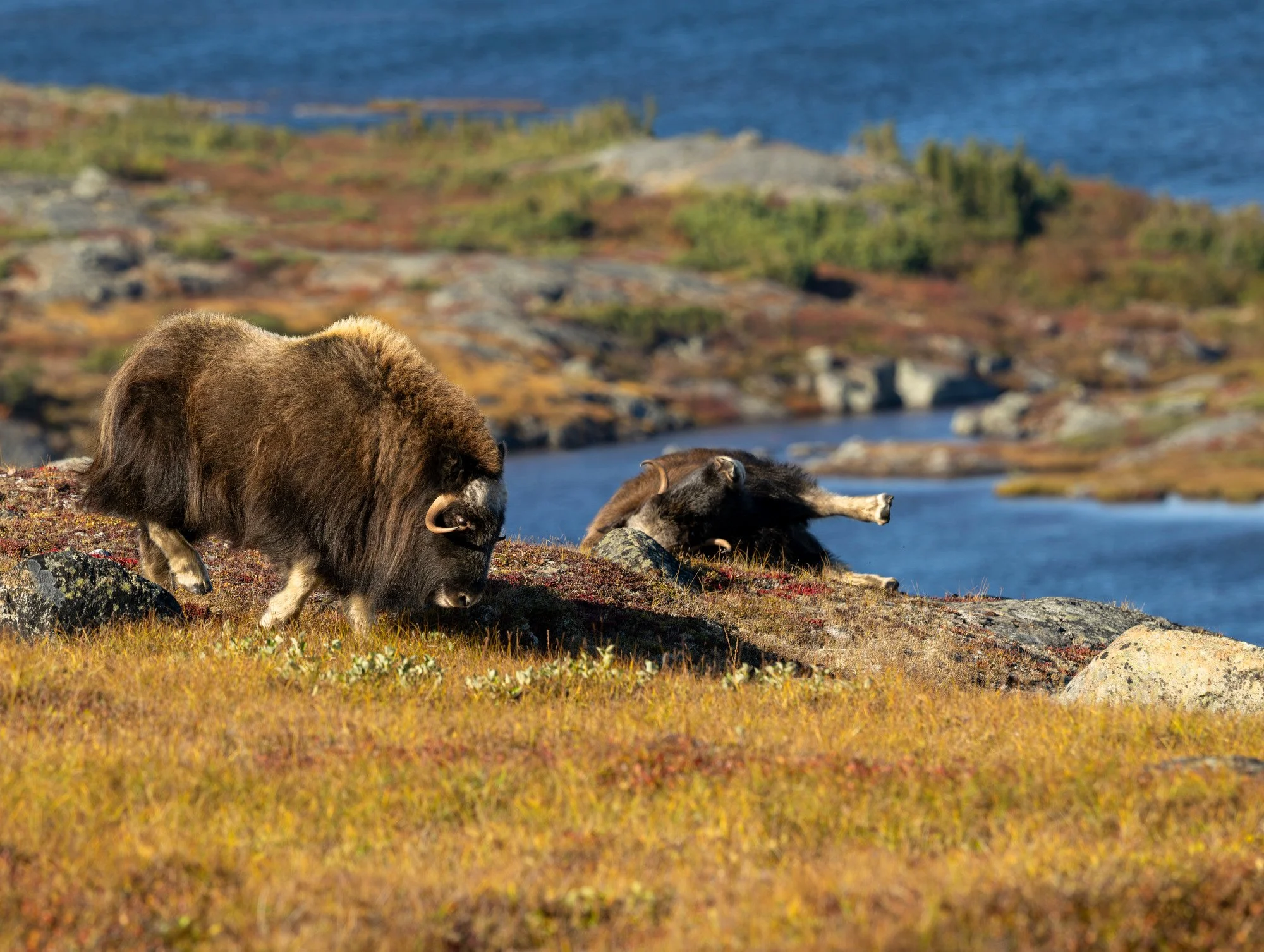 OM012_Musk_Ox_Mark_Raycroft.JPG