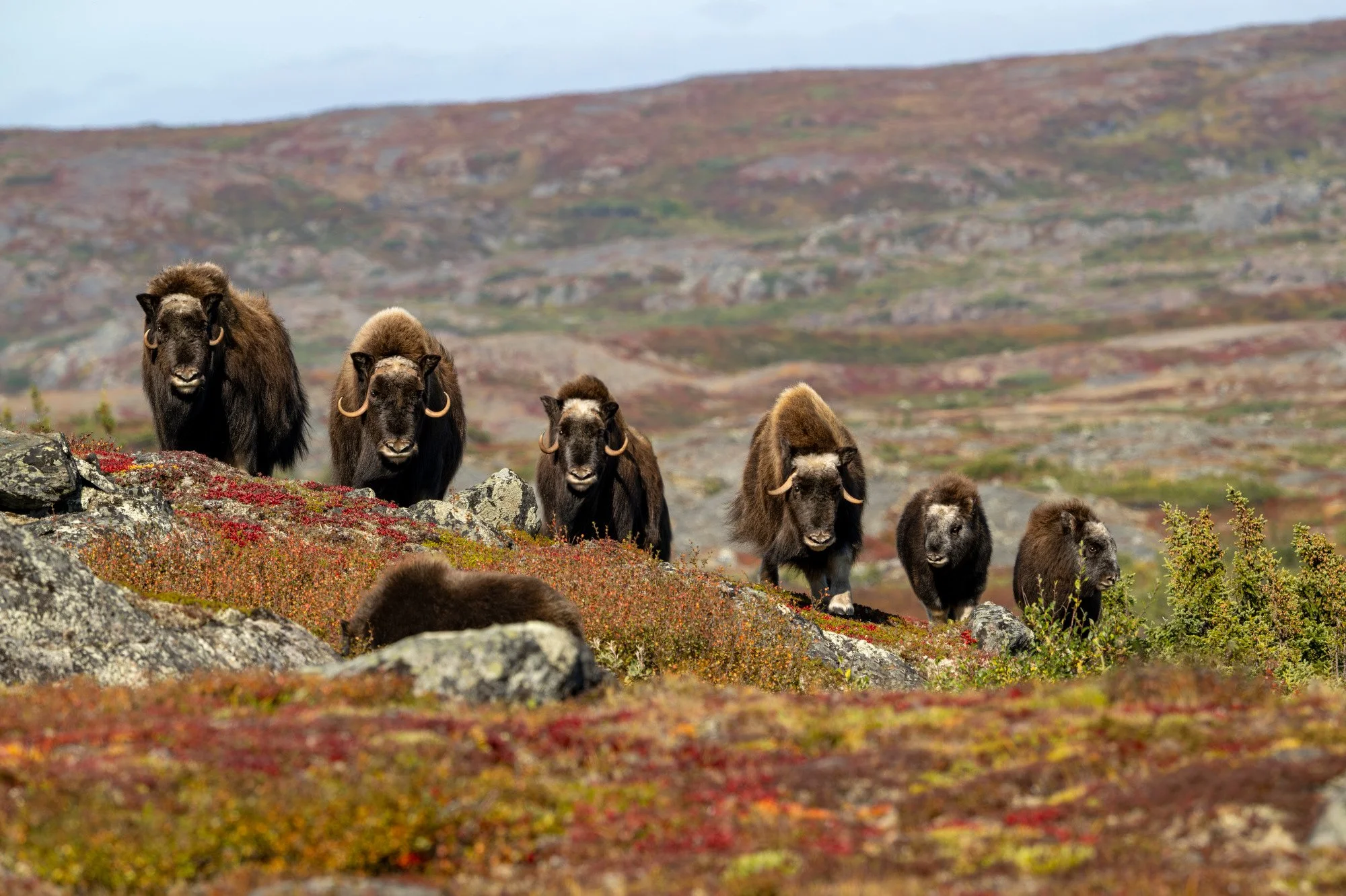 OM009_Musk_Ox_Mark_Raycroft.JPG