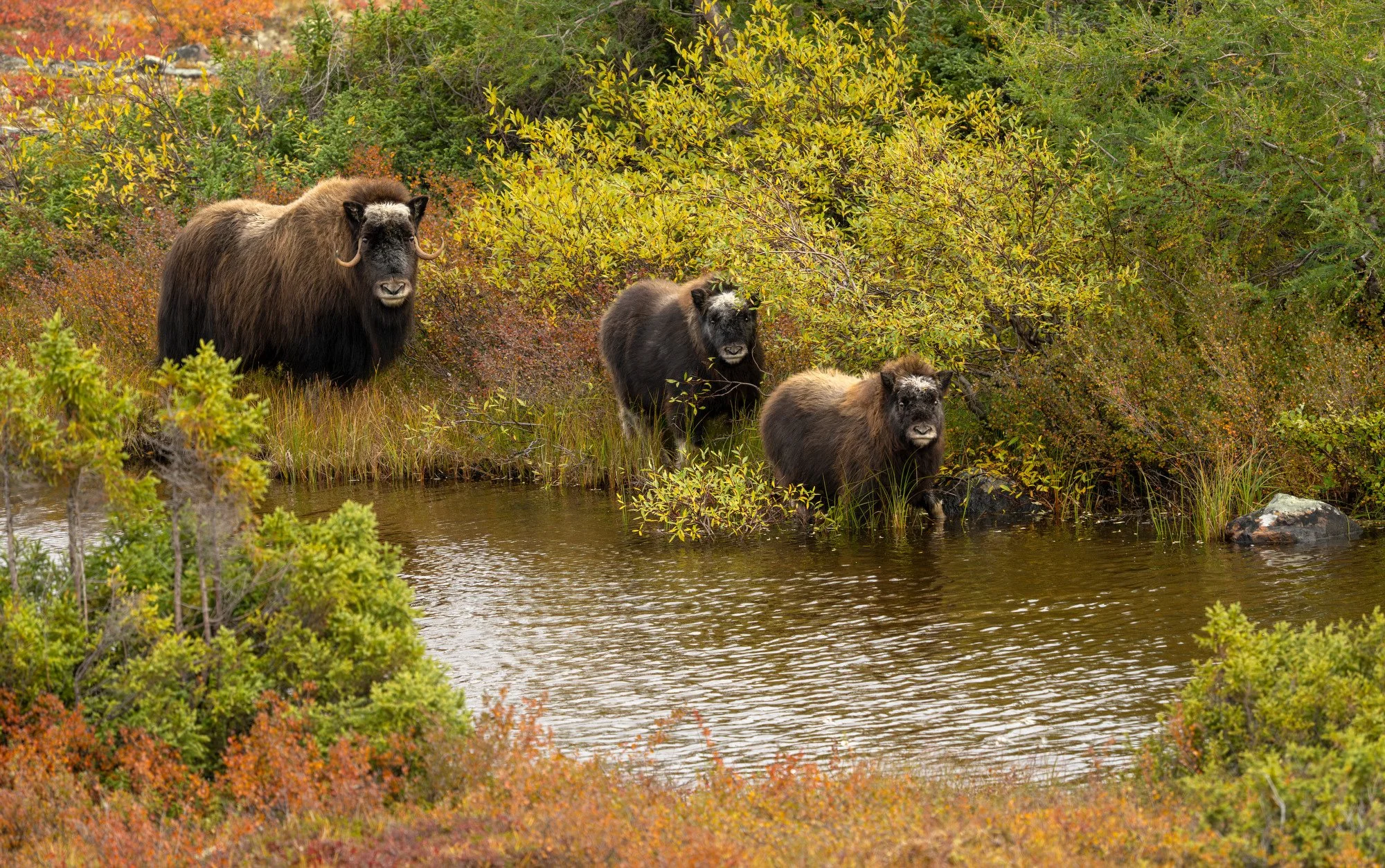 DAY 1 - BY POND OM007_Musk_Ox_Mark_Raycroft.JPG