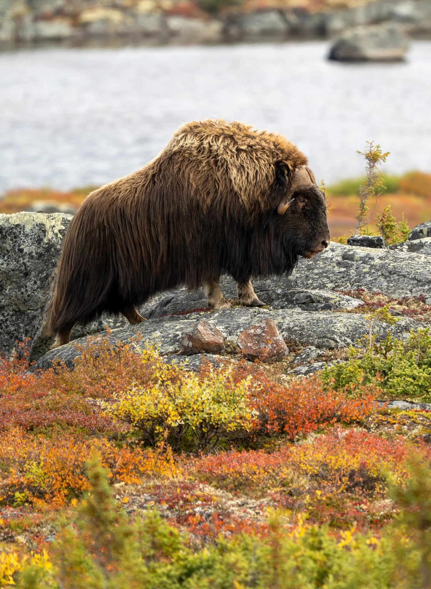 2 DAY 1 - HERD BULL OM002_Musk_Ox_Mark_Raycroft.JPG