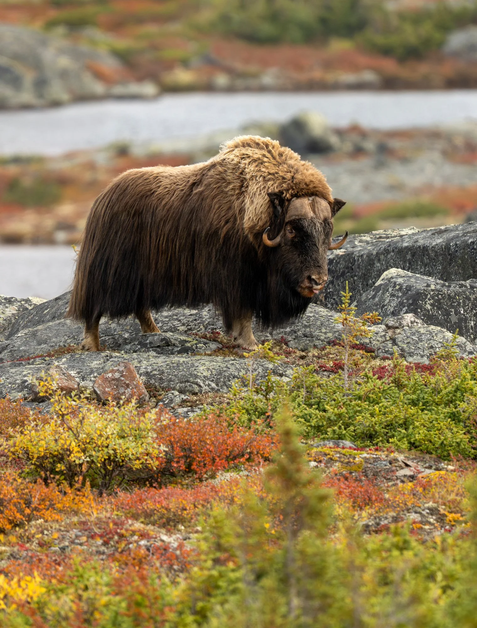 DAY 1 - THE HERD BULL OM003_Musk_Ox_Mark_Raycroft.JPG