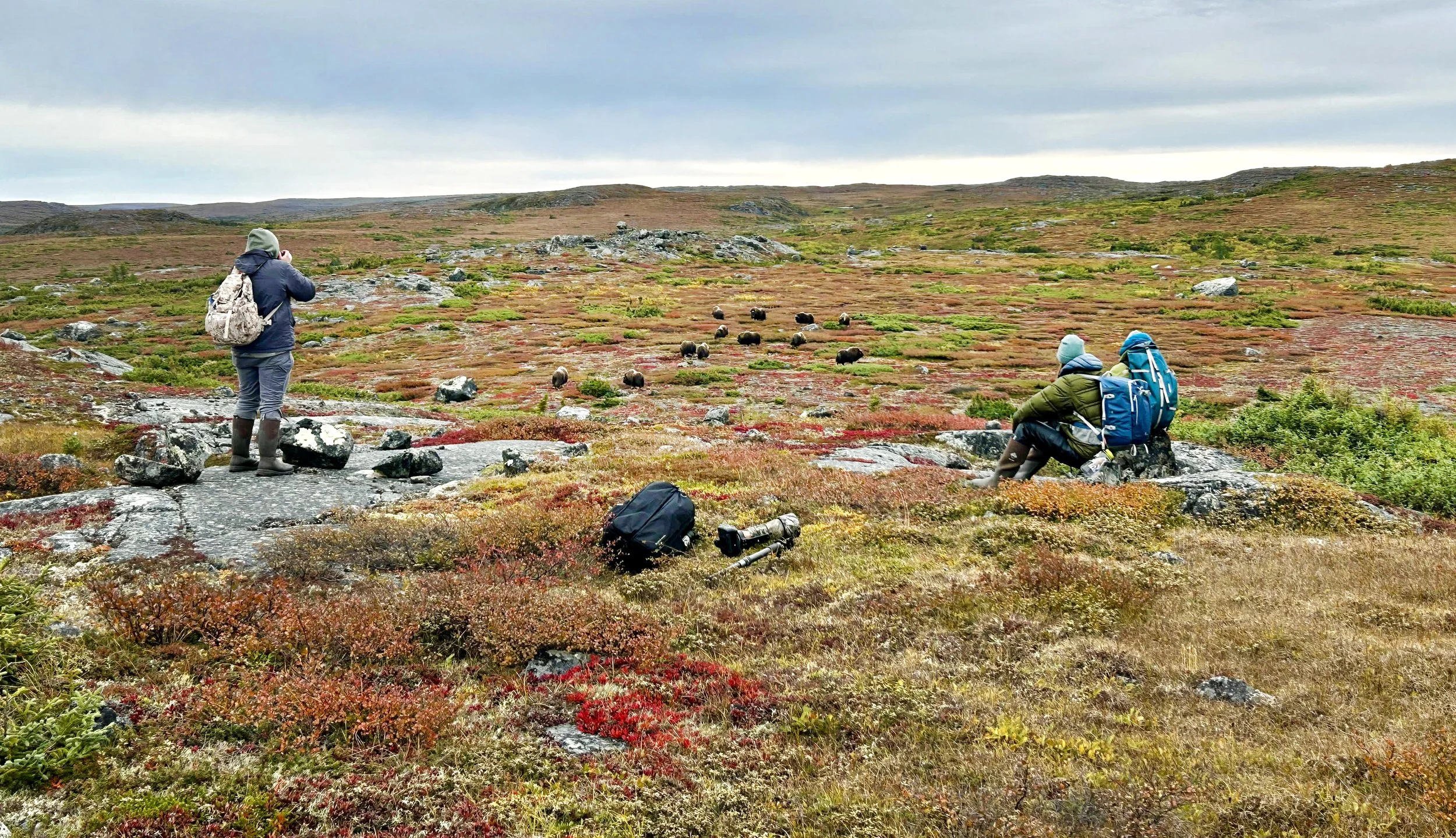 21 DAY 2 - PHOTOGRAPHING HERD THAT PASSED THROUGH.jpg