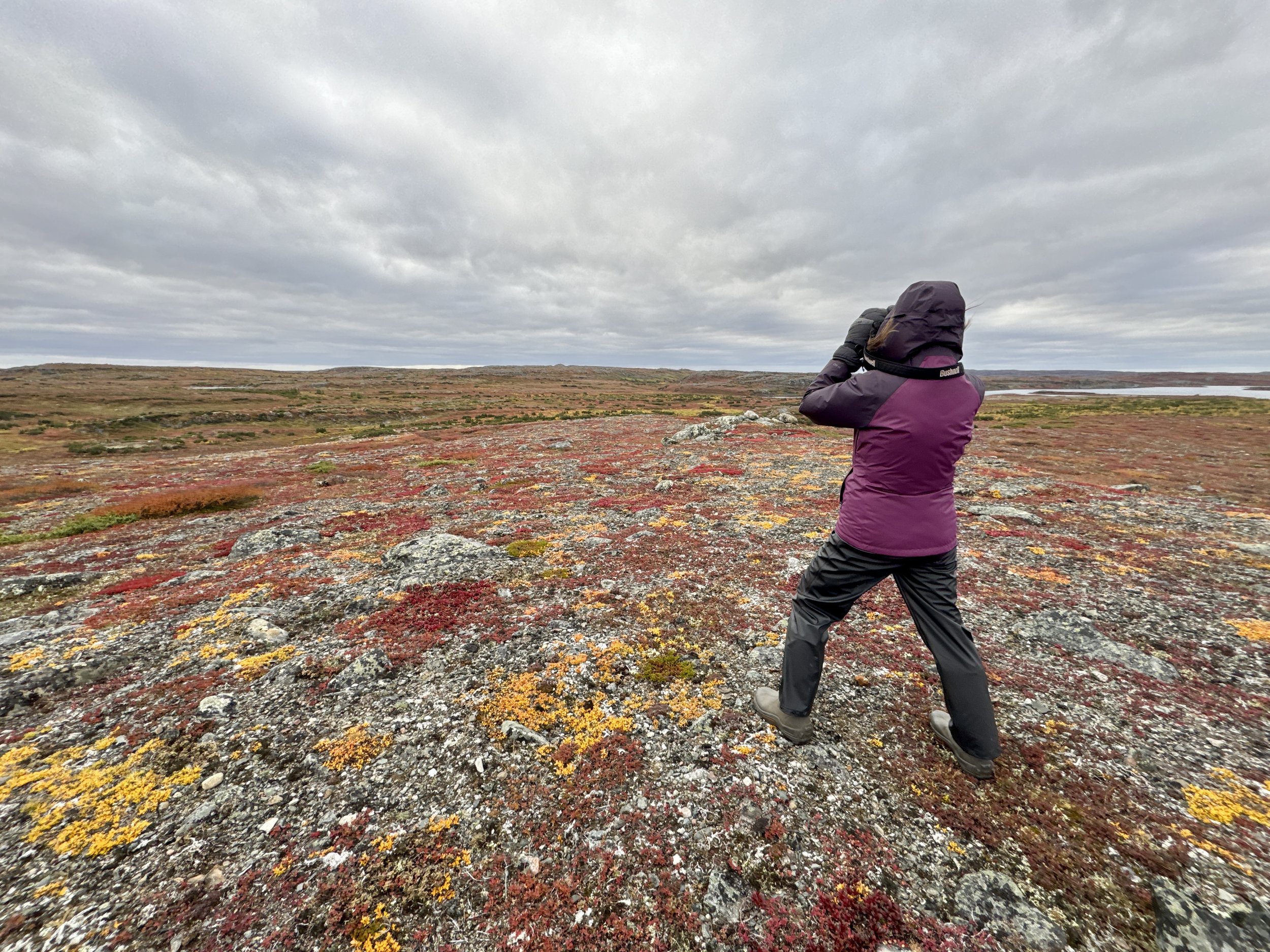 24 PILI GLASSING FOR MUSK OX.jpg