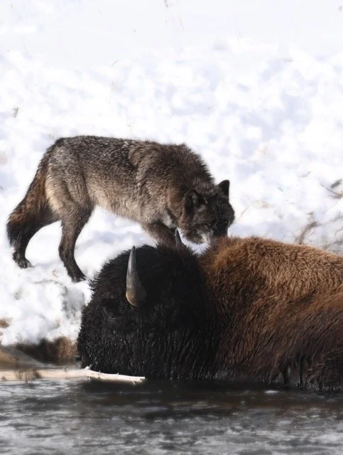 95728804-F394-4B7F-A267-8D2D947B795E Medium.jpeg