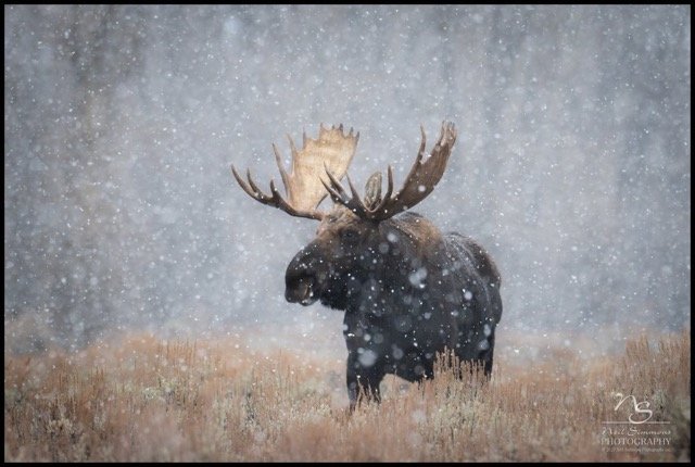 590921784_18542035699018226_660985215546723779_n Medium.jpeg