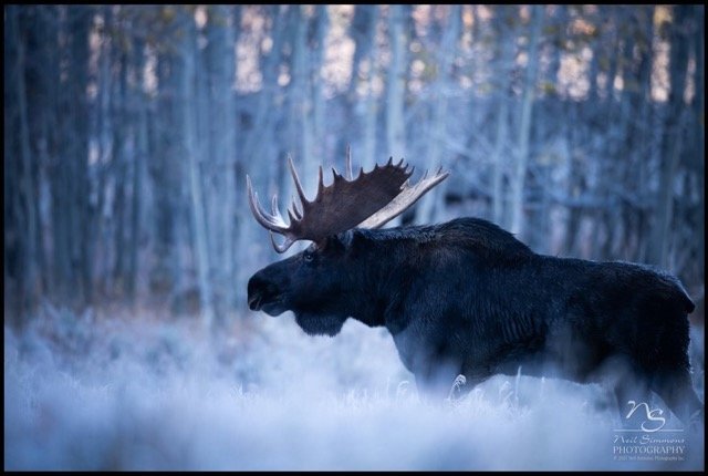 589794867_18542035741018226_5215771780488090668_n Medium.jpeg